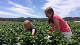 Strawberry Picking Girls
