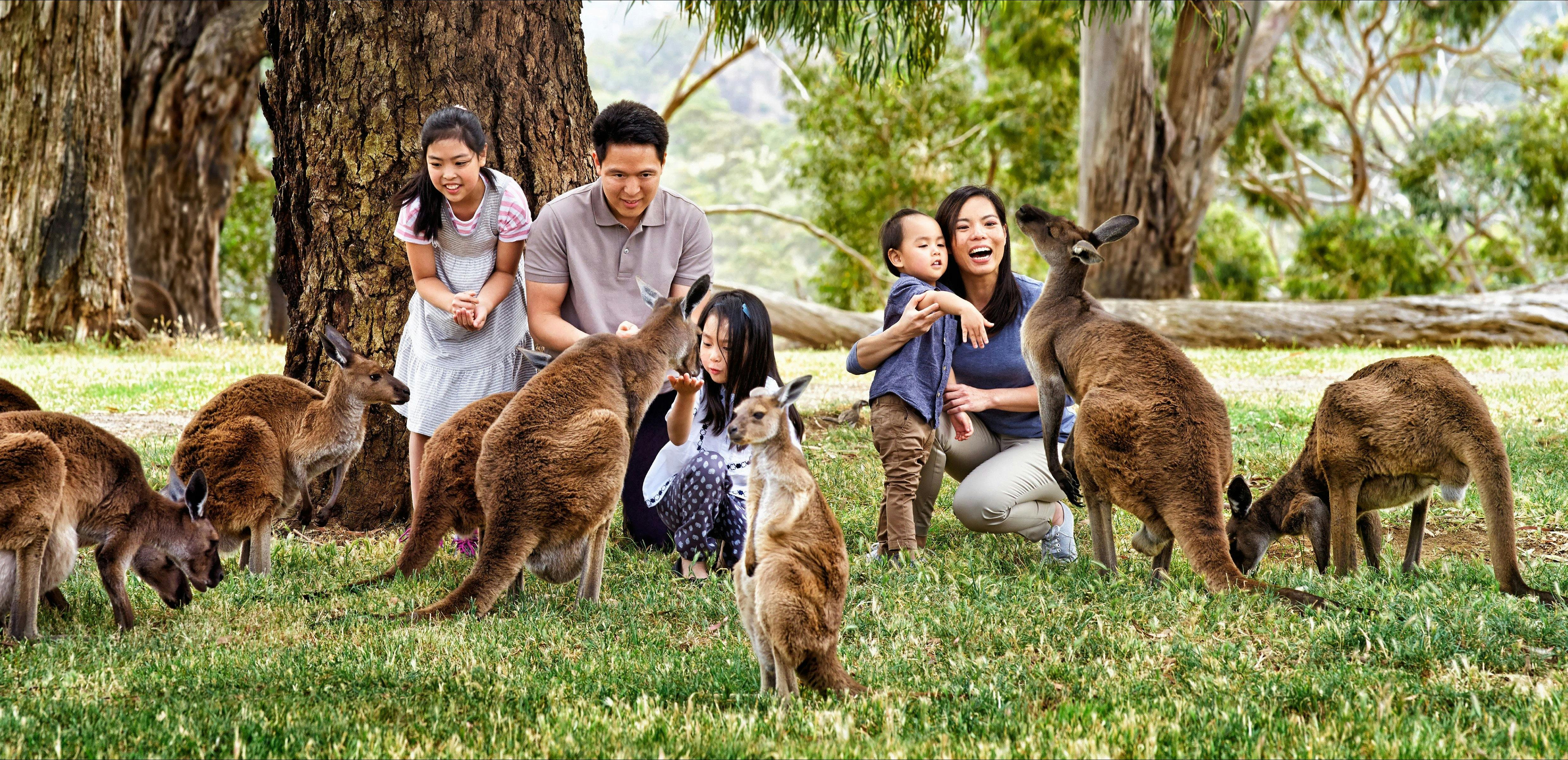 Family sitting on grass with 8 kangaroos at Cleland Wildlife Park