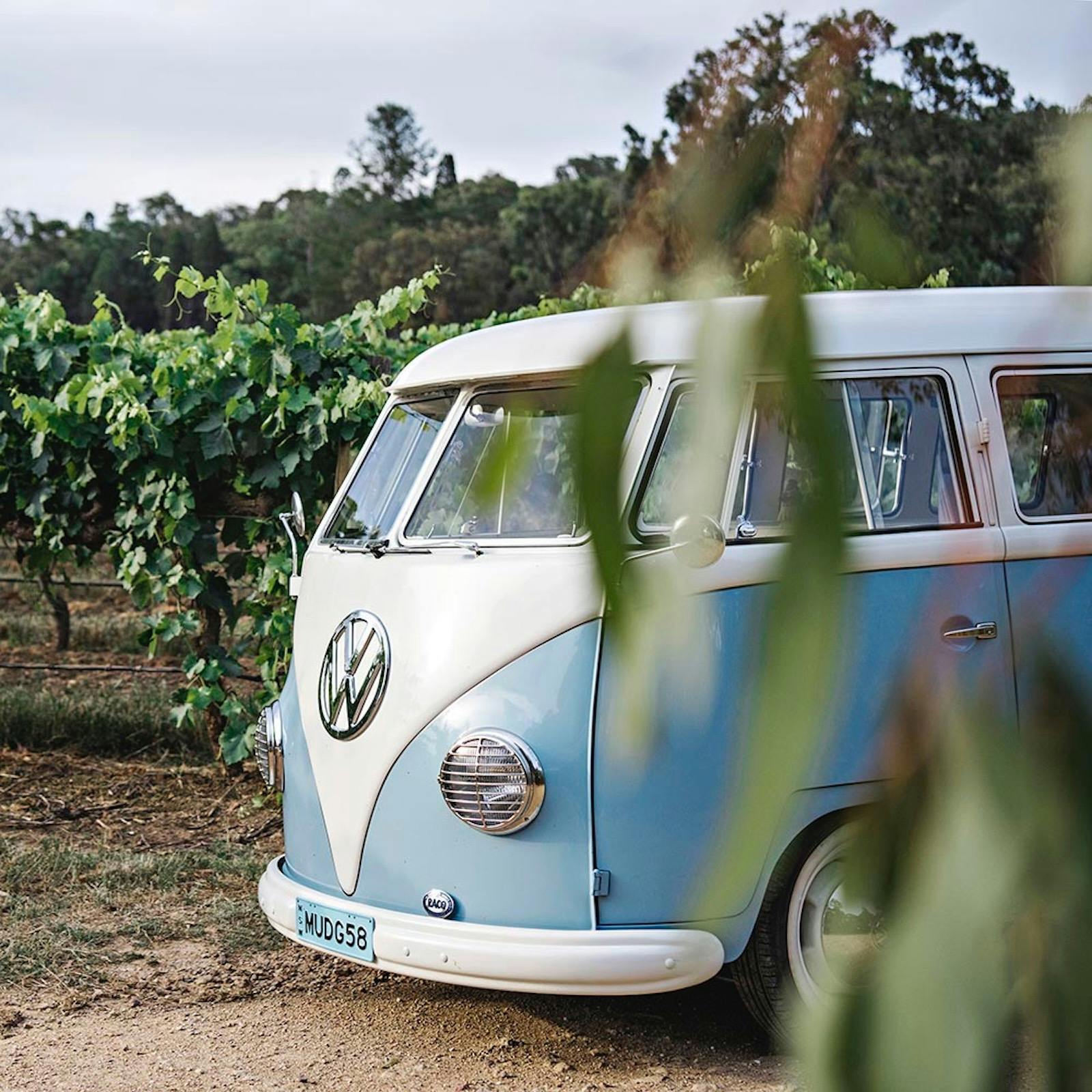 Blue Kombi at the vineyards