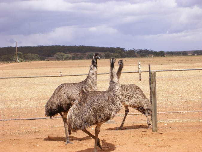Adelaide Hills Safari