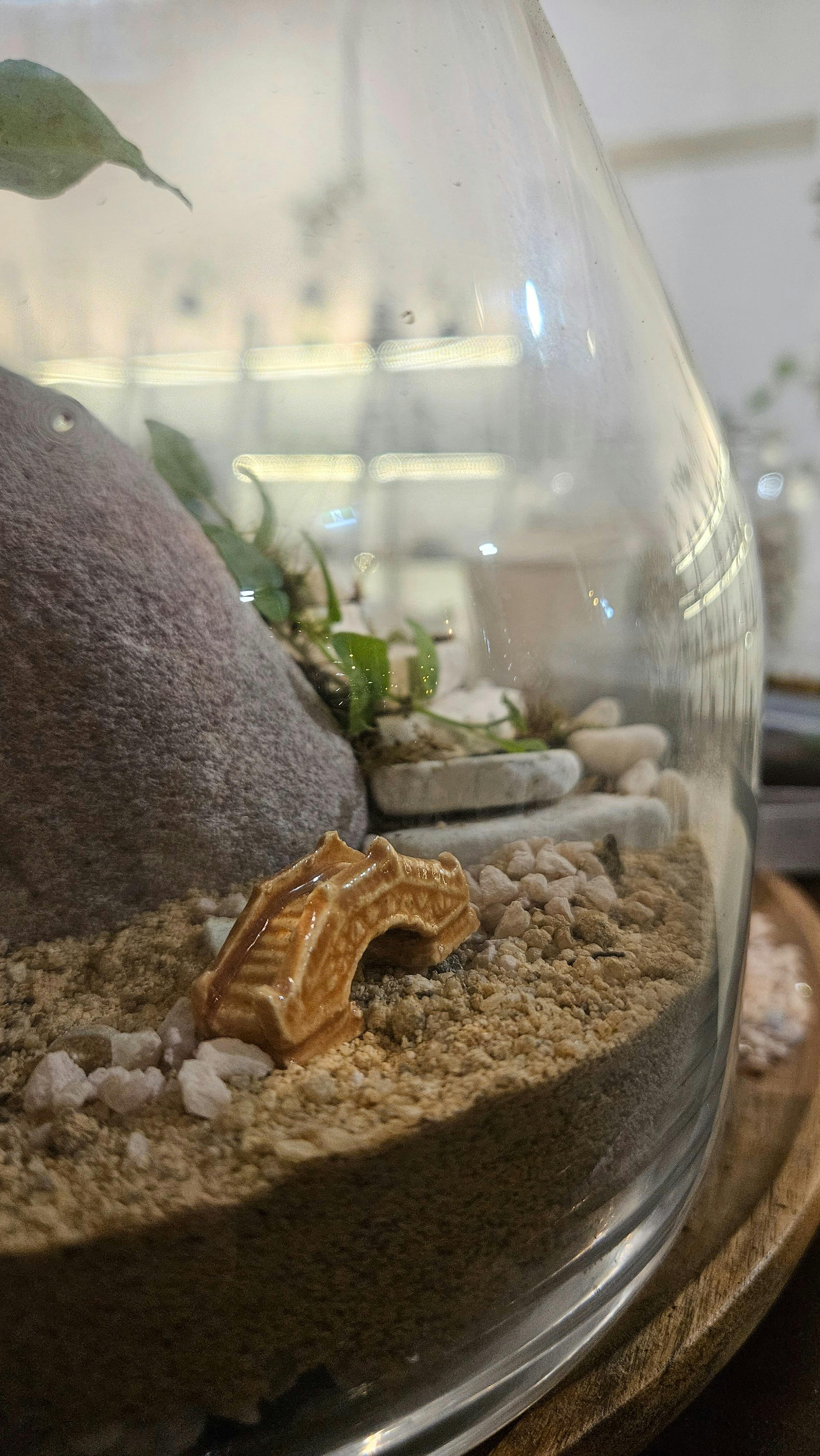 Decoration inside closed ecosystem