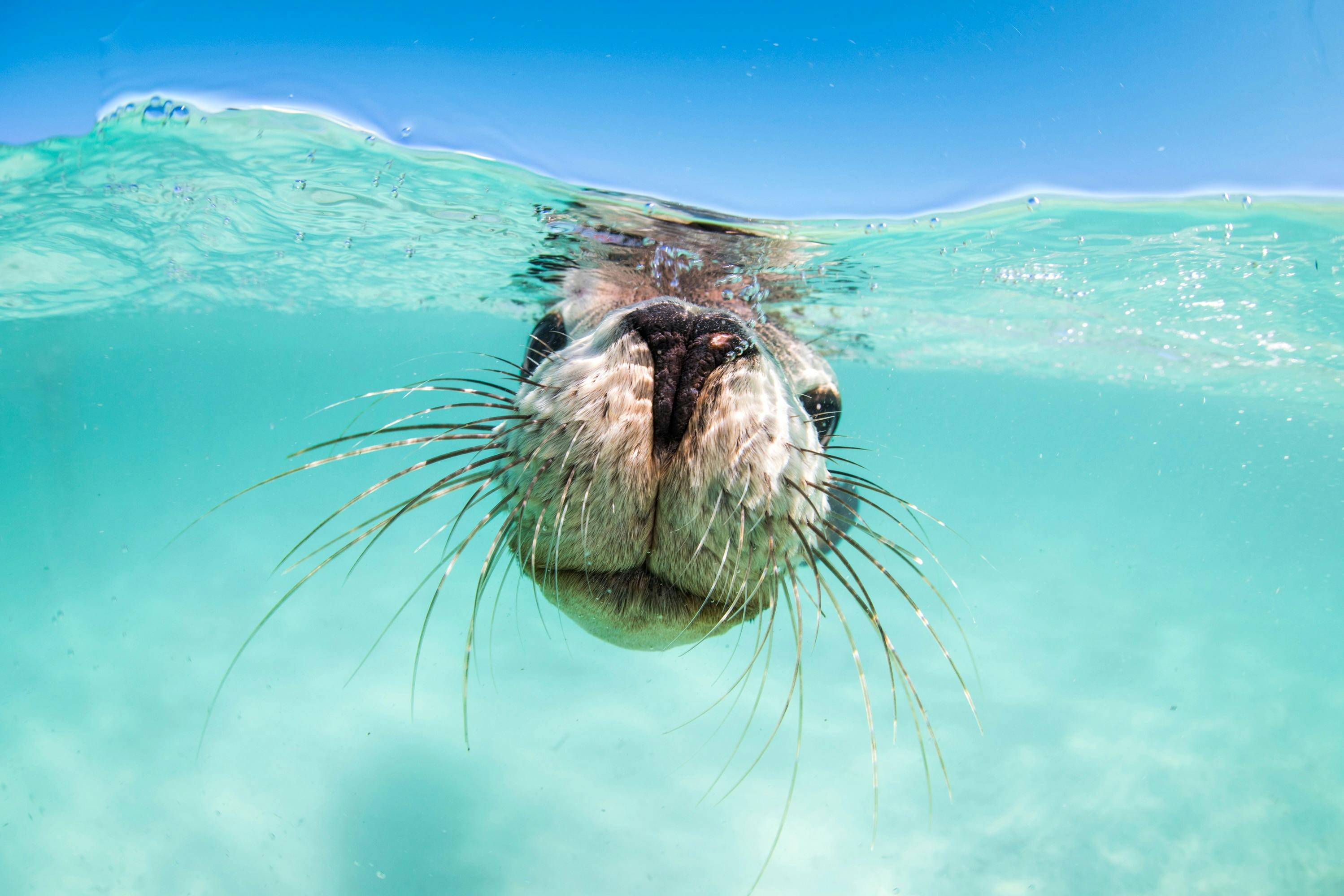 Sea Lion interaction with this tour aboard Turquoise Safaris with New Leaf Connect