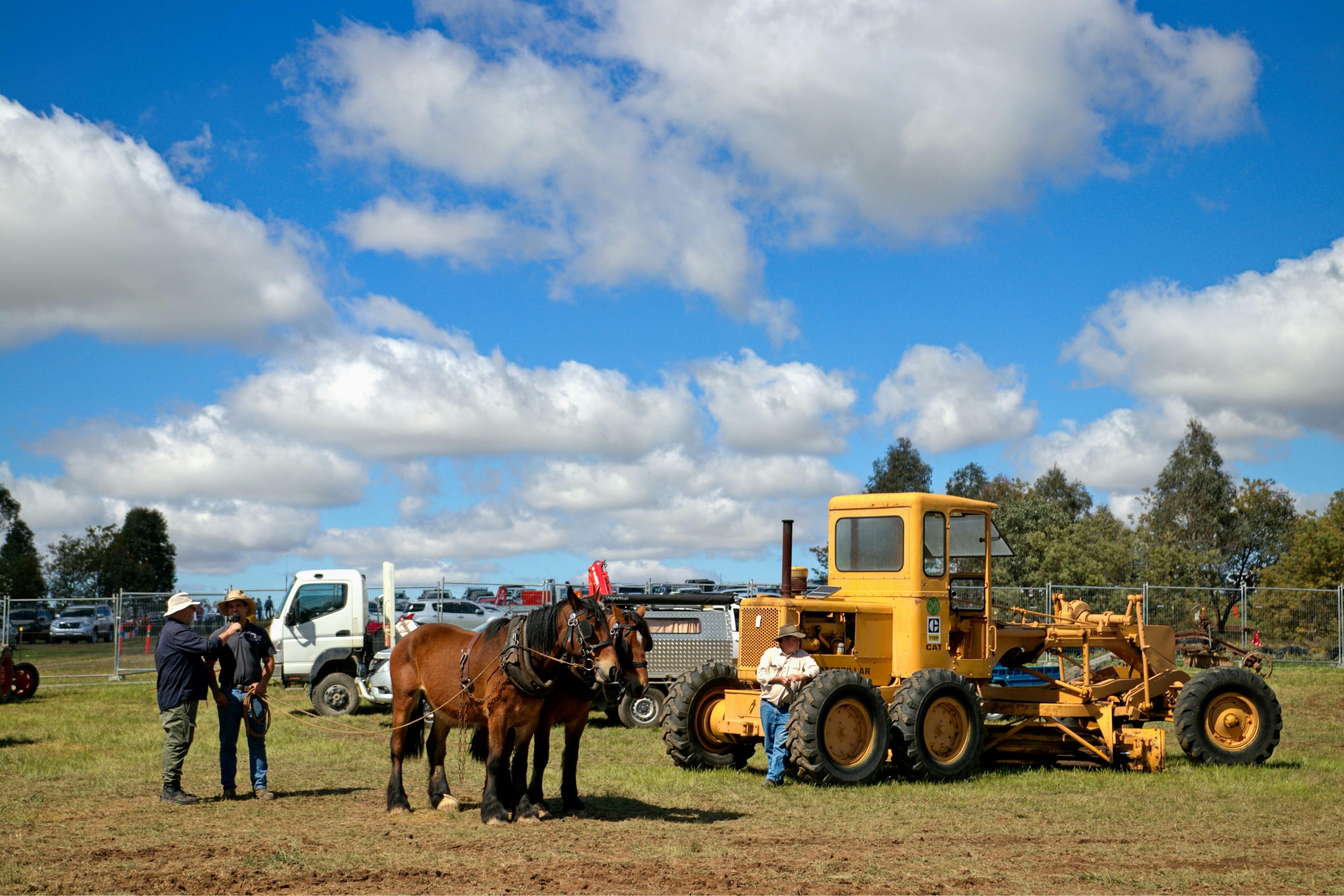 Aust Draught Horses meet modern tractor
