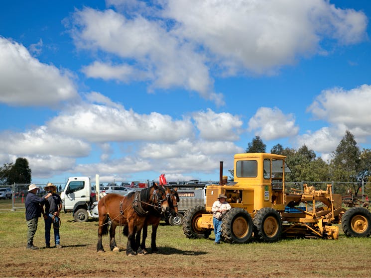 Aust Draught Horses meet modern tractor