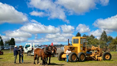 Aust Draught Horses meet modern tractor