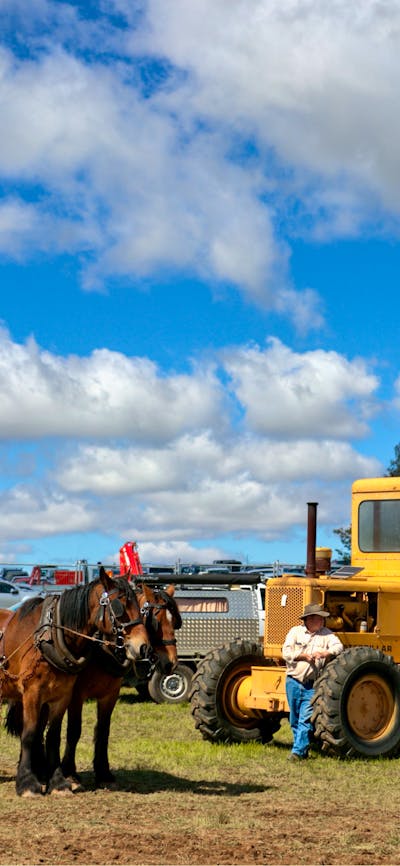 Aust Draught Horses meet modern tractor