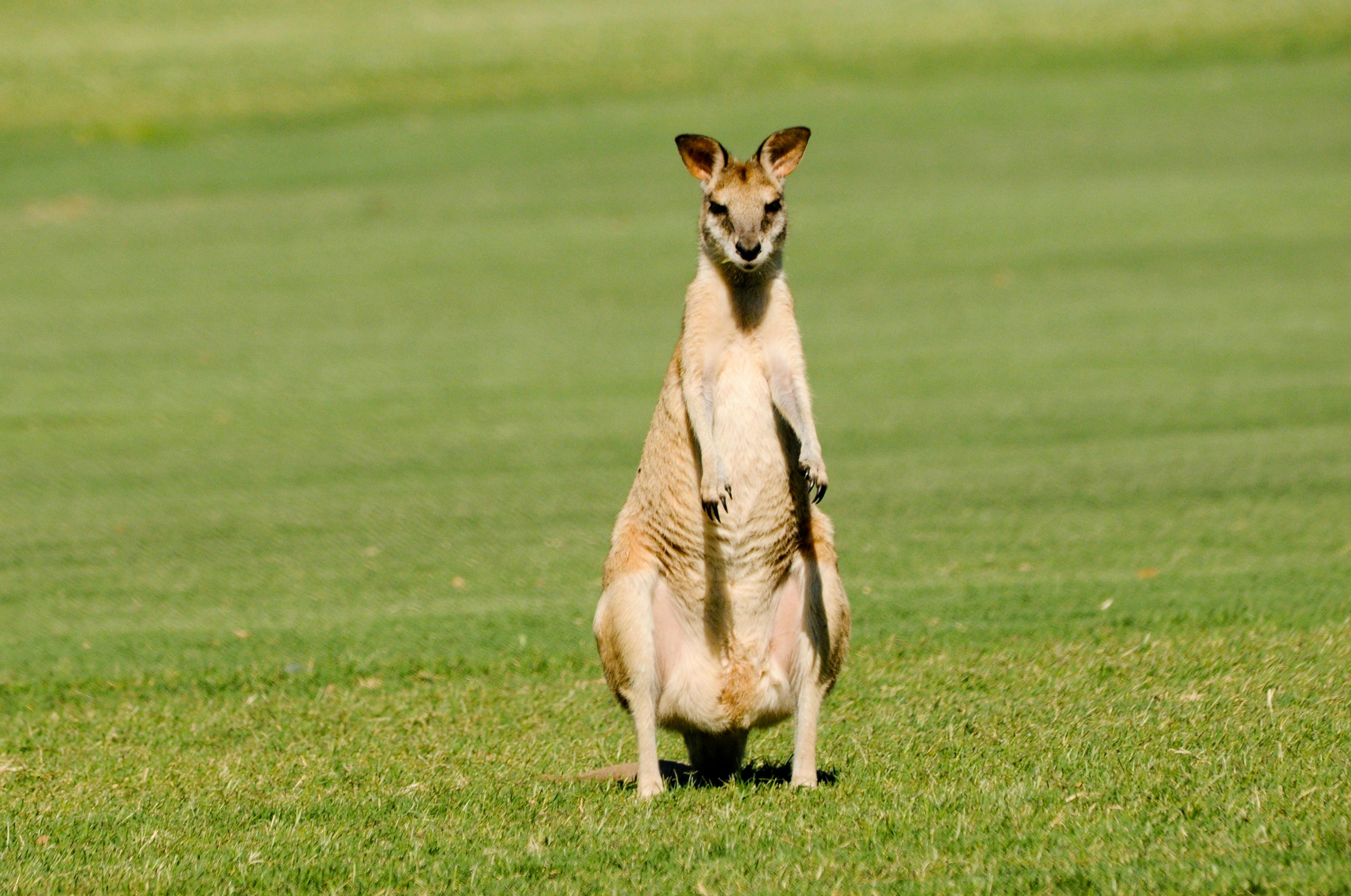 Coates Wildlife Tours, Canning Vale, Western Australia