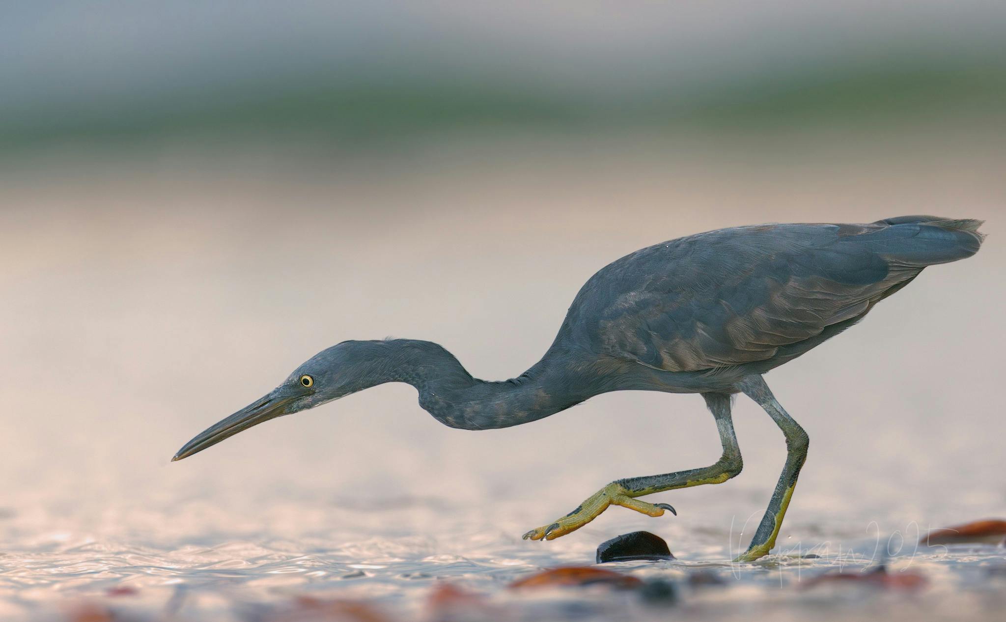 Pacific Reef Heron, Egretta sacra, at Lee Point, Darwin, Northern Territory