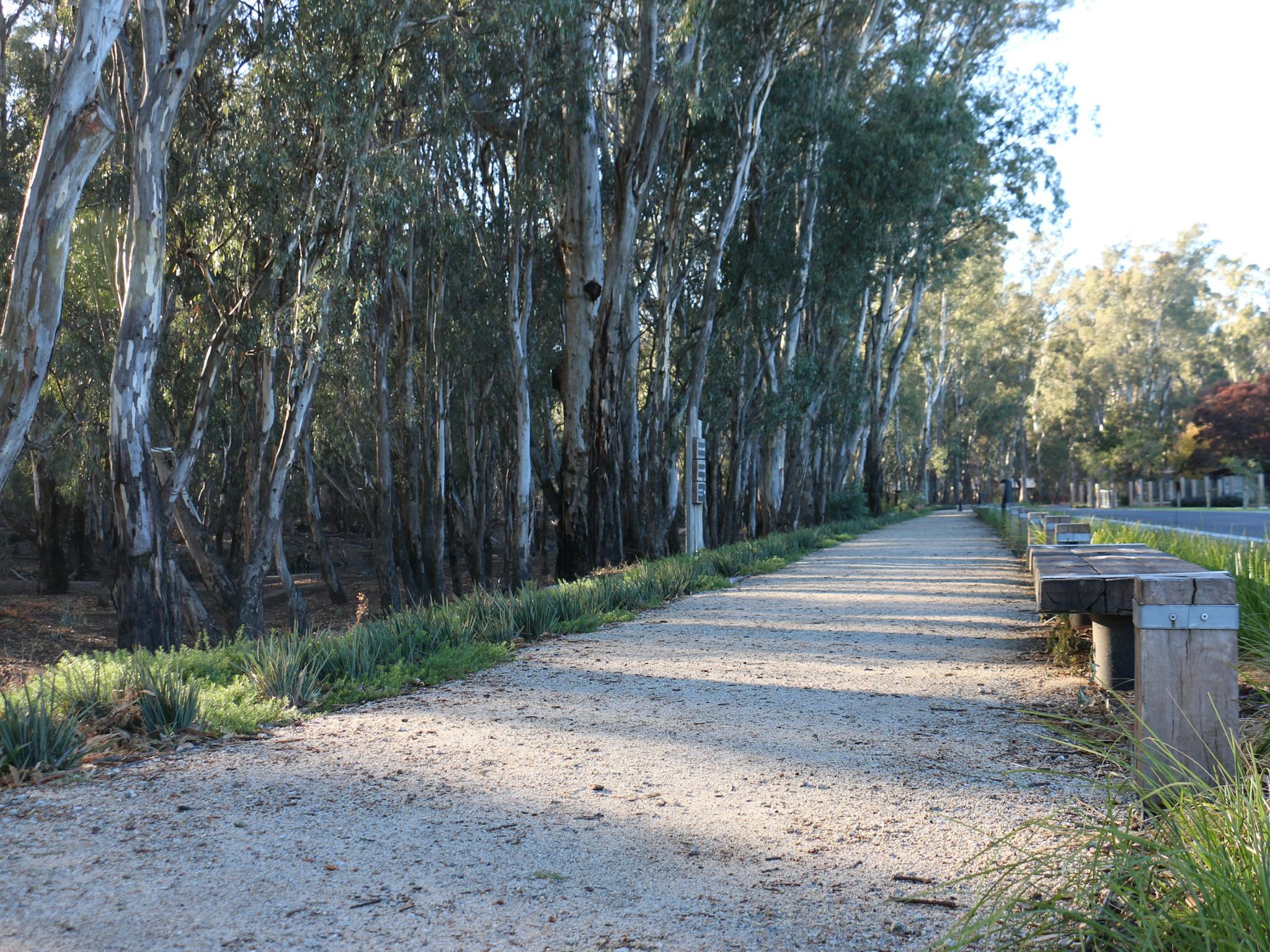 Walking track with the a redgum tree line on the left of the photo.