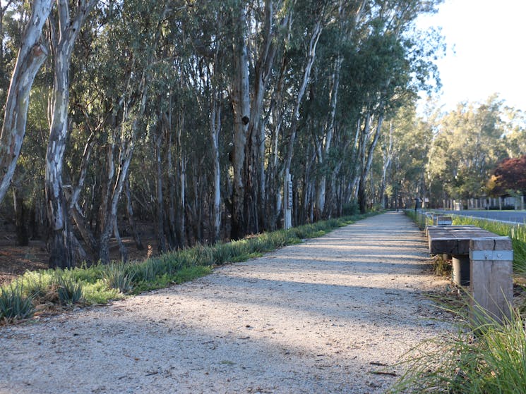 Walking track with the a redgum tree line on the left of the photo.
