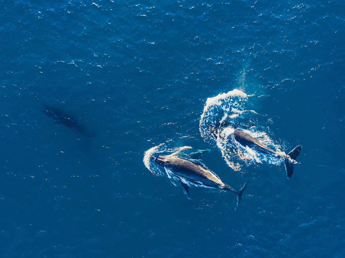 Whale Watching on Redlands Coast