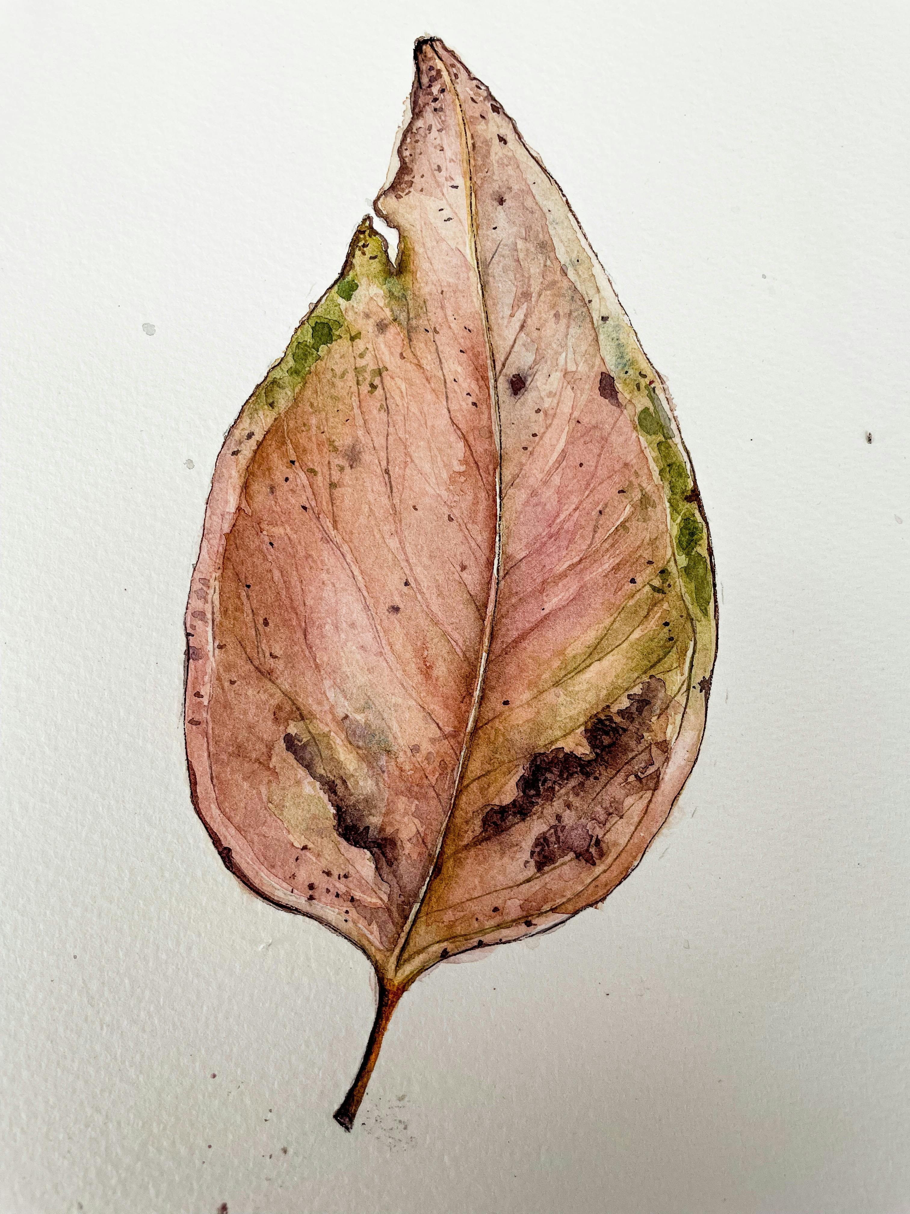 Capturing the Change: Watercolours with Judith Van Heron