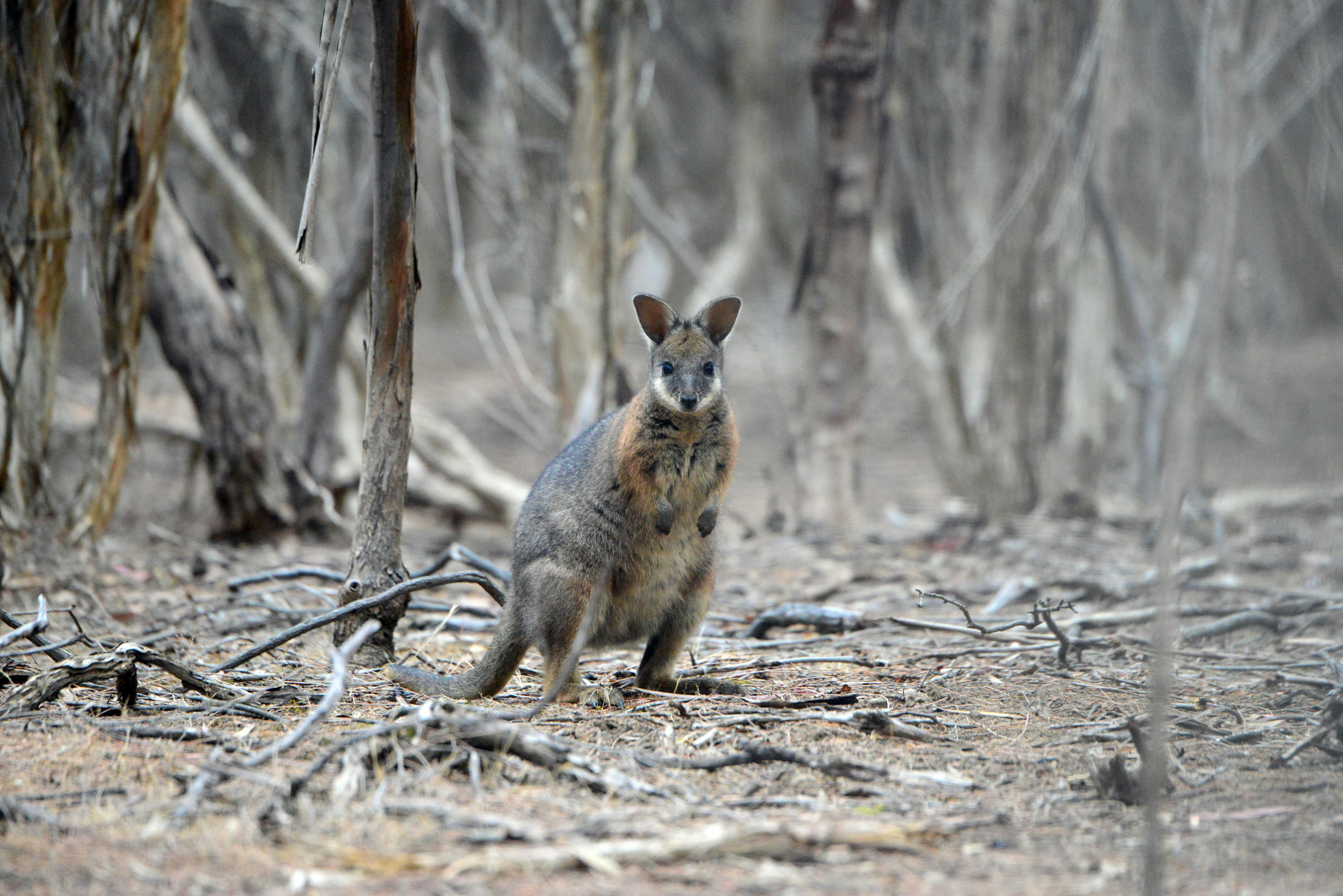 wallaby; sustainable travel: kangaroo island: touring company; private tours; ecotourism
