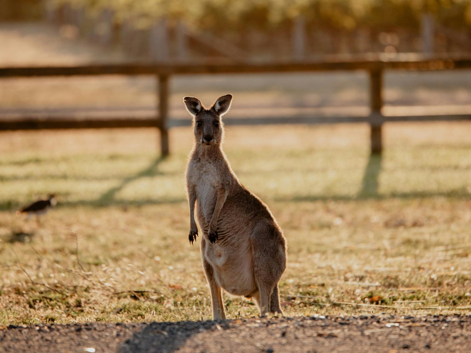 Balgownie Estate Bendigo