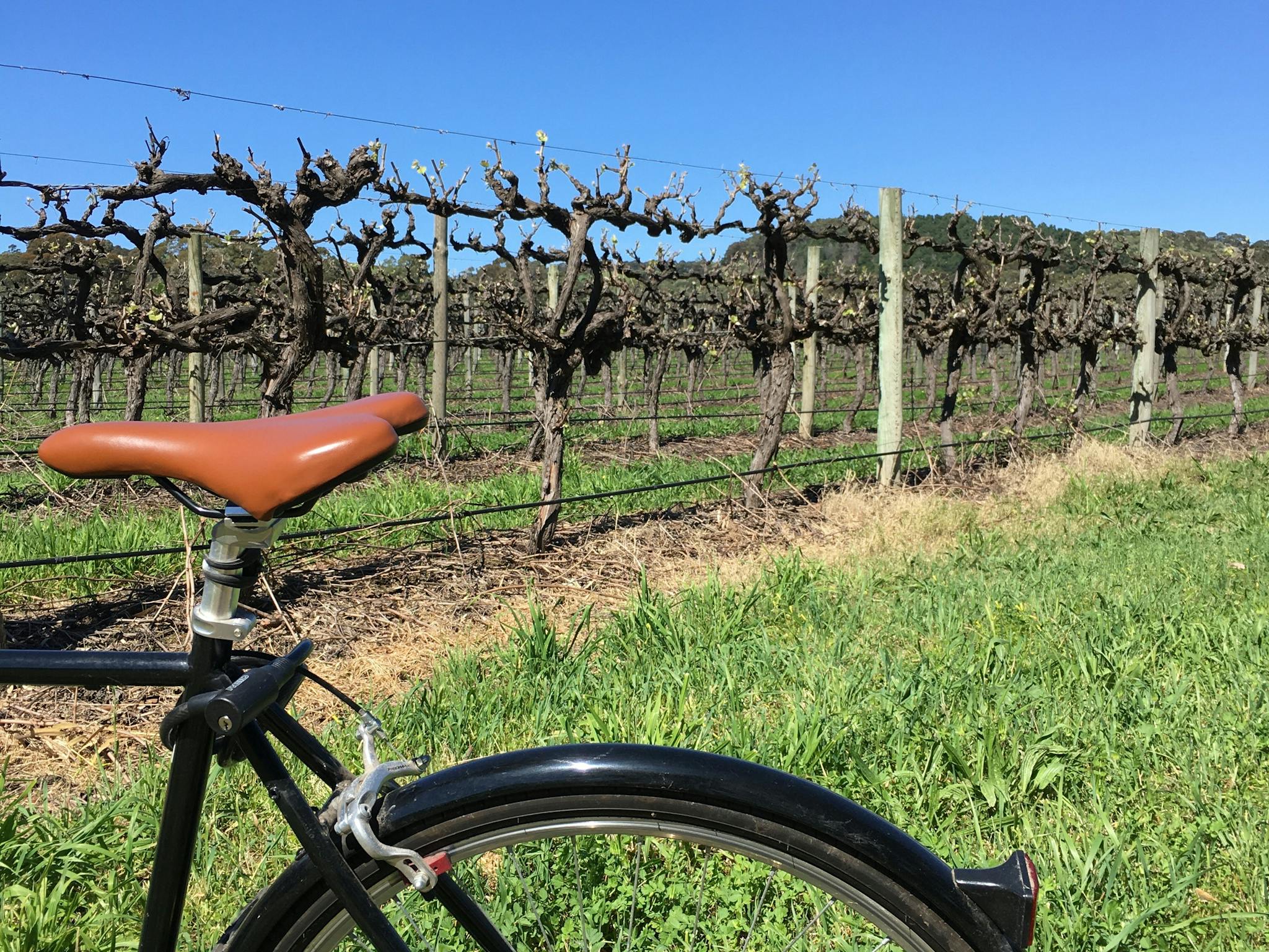 Bike in front of vineyards