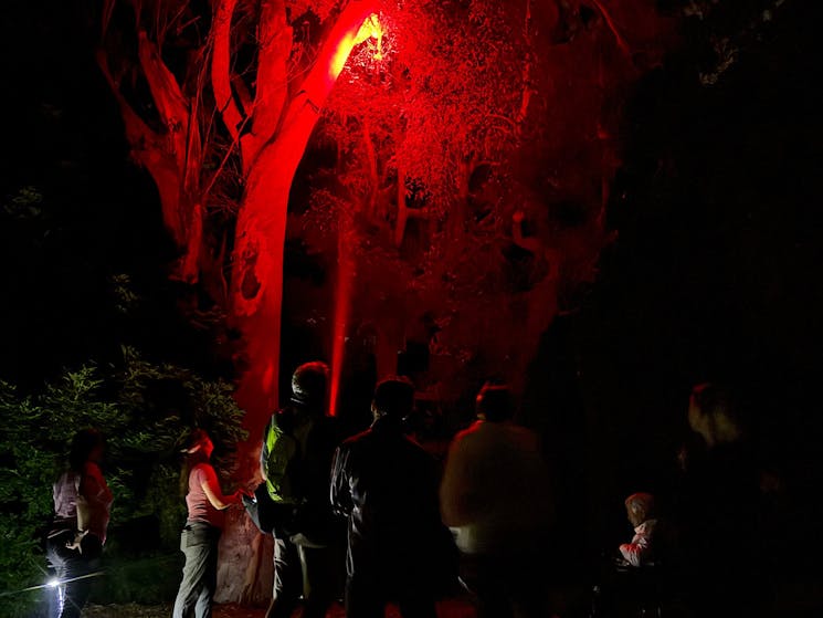 People using night lights on a tree