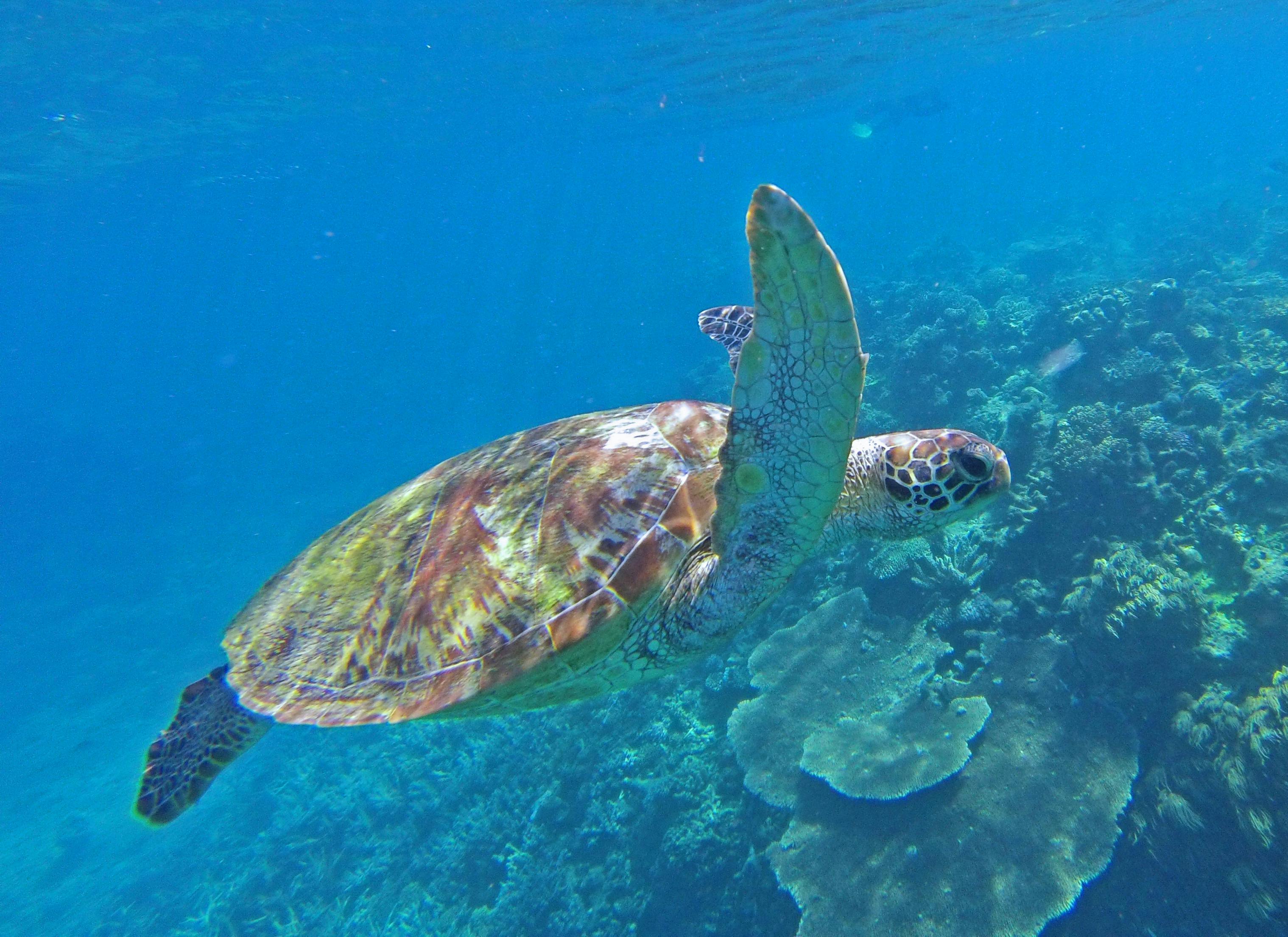 Fitzroy Island Resort Day Tours