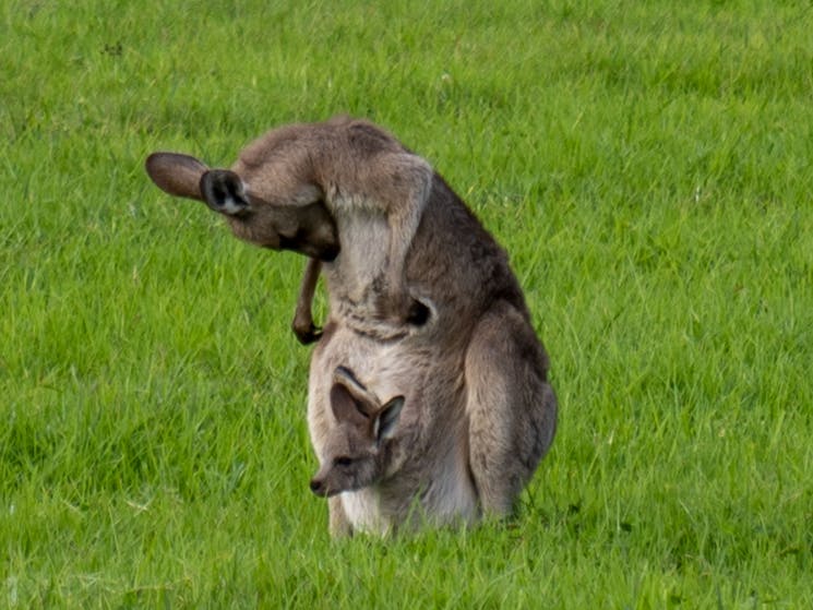 hunter valley kangaroos in the vines