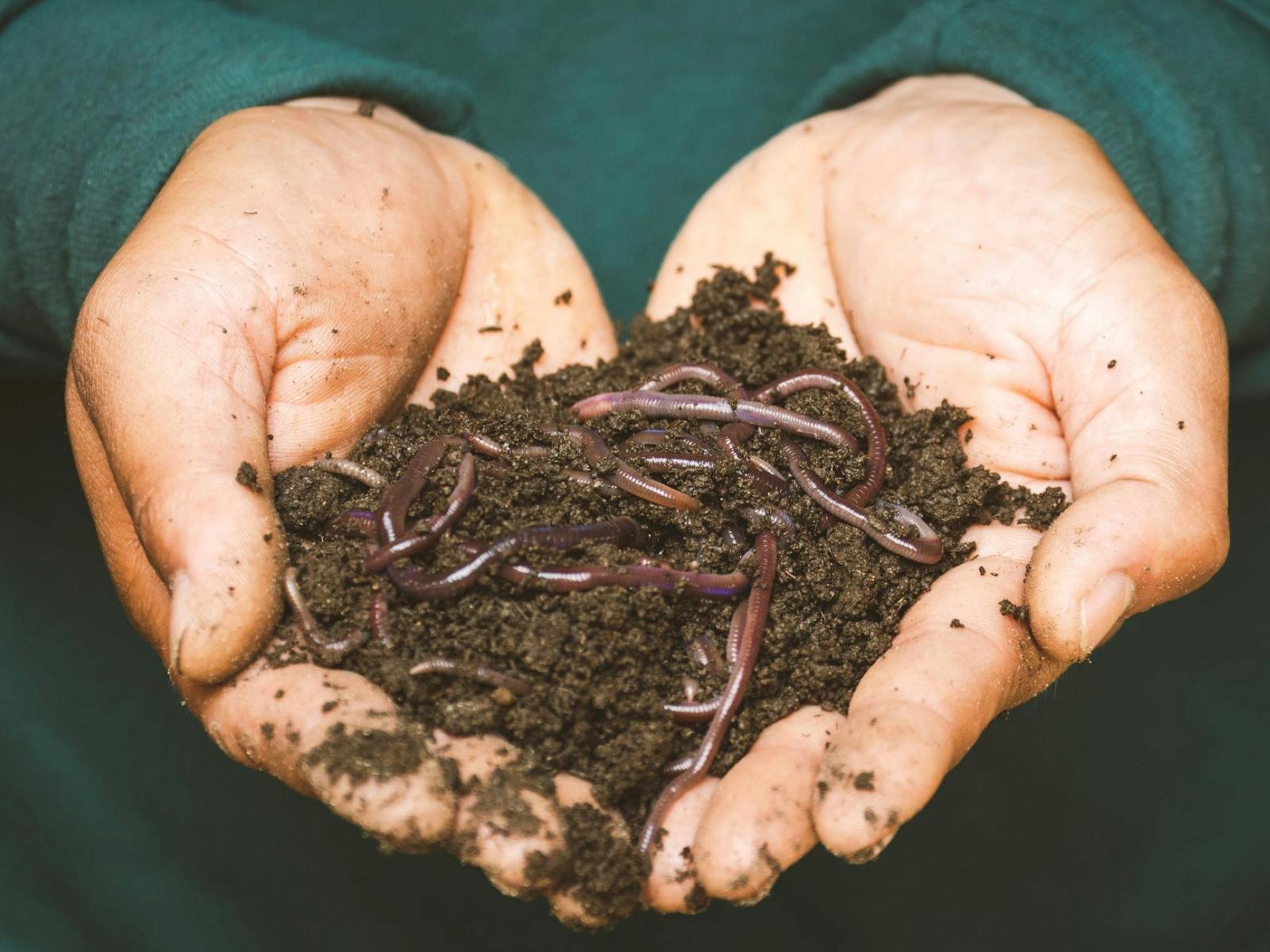 Image for School Holiday workshop - Micro Zookeeper (Composting)