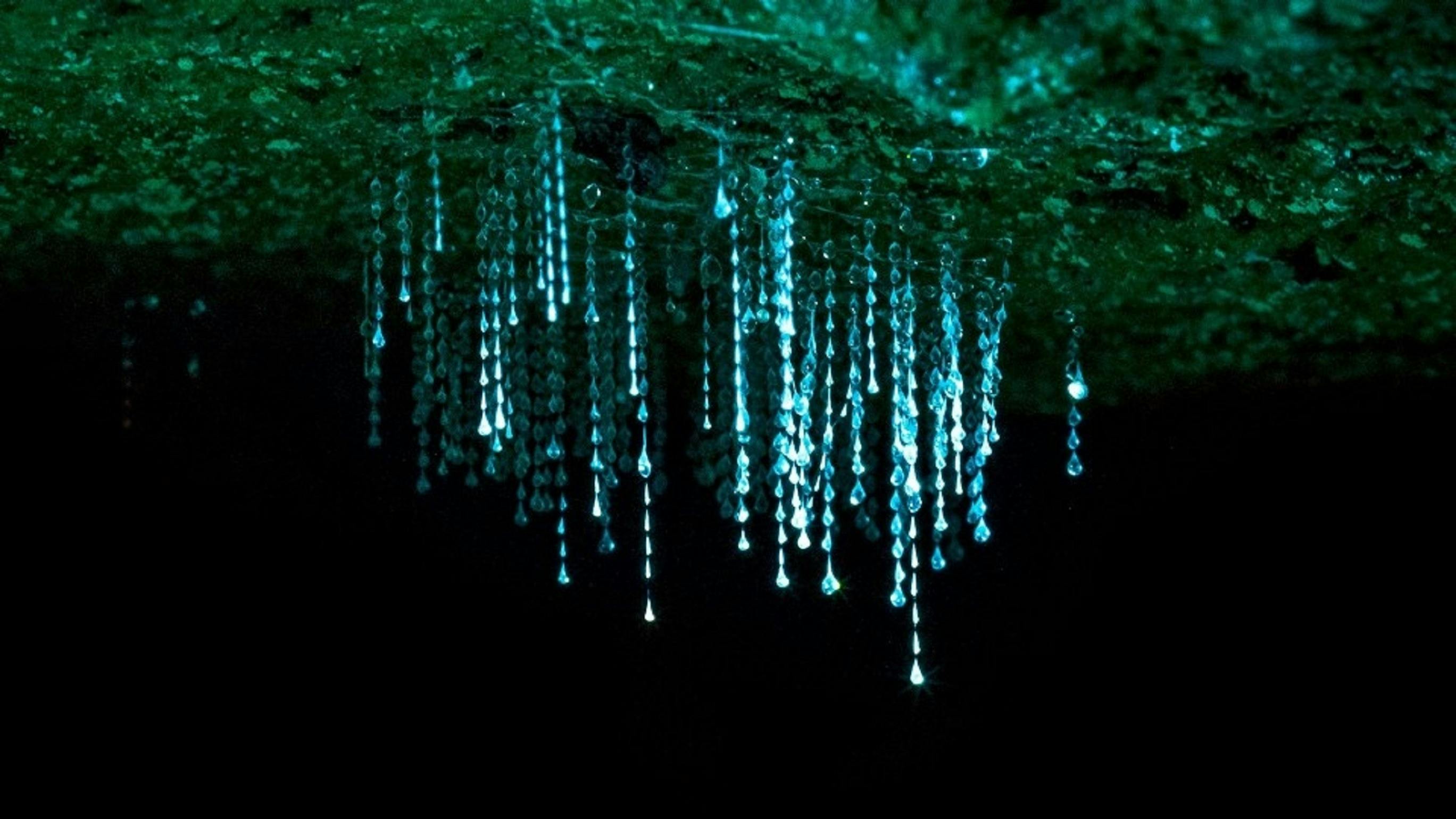 Springbrook and Tamborine Rainforest Glow Worm Tour