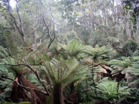 Giant tree fern rainforest King Island nature reserve