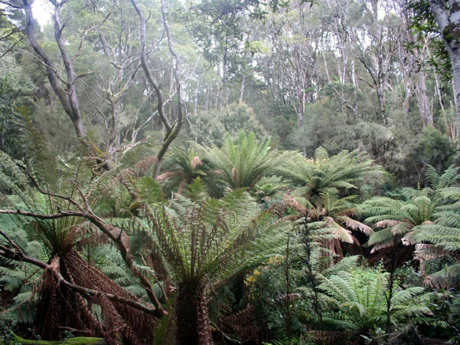 Giant tree fern rainforest King Island nature reserve