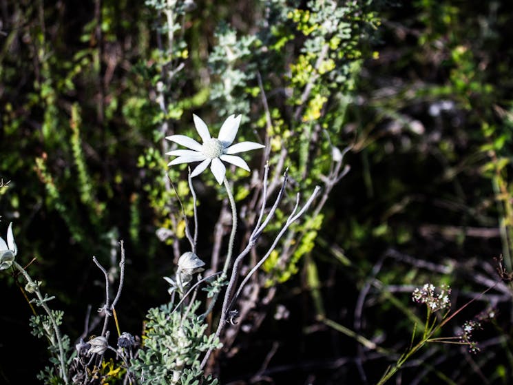 A white flannel flower in Strickland State Forest
