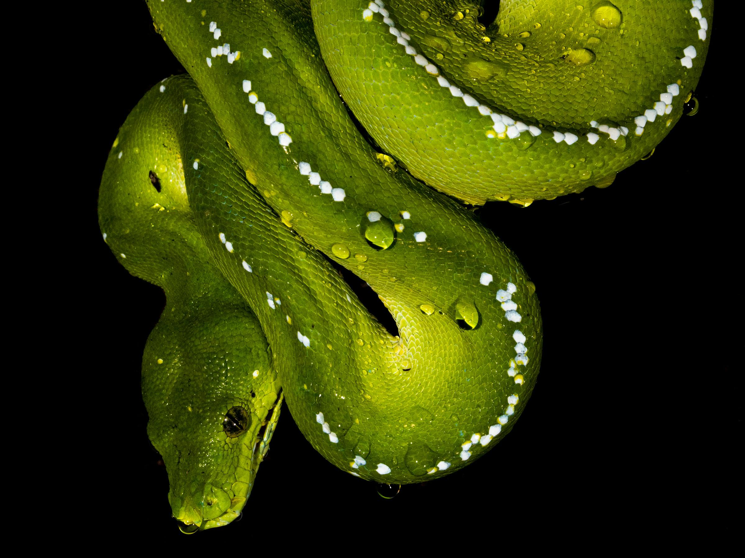 Green Pythons are endemic to Cape York and we have a good chance of seeing them on tour!