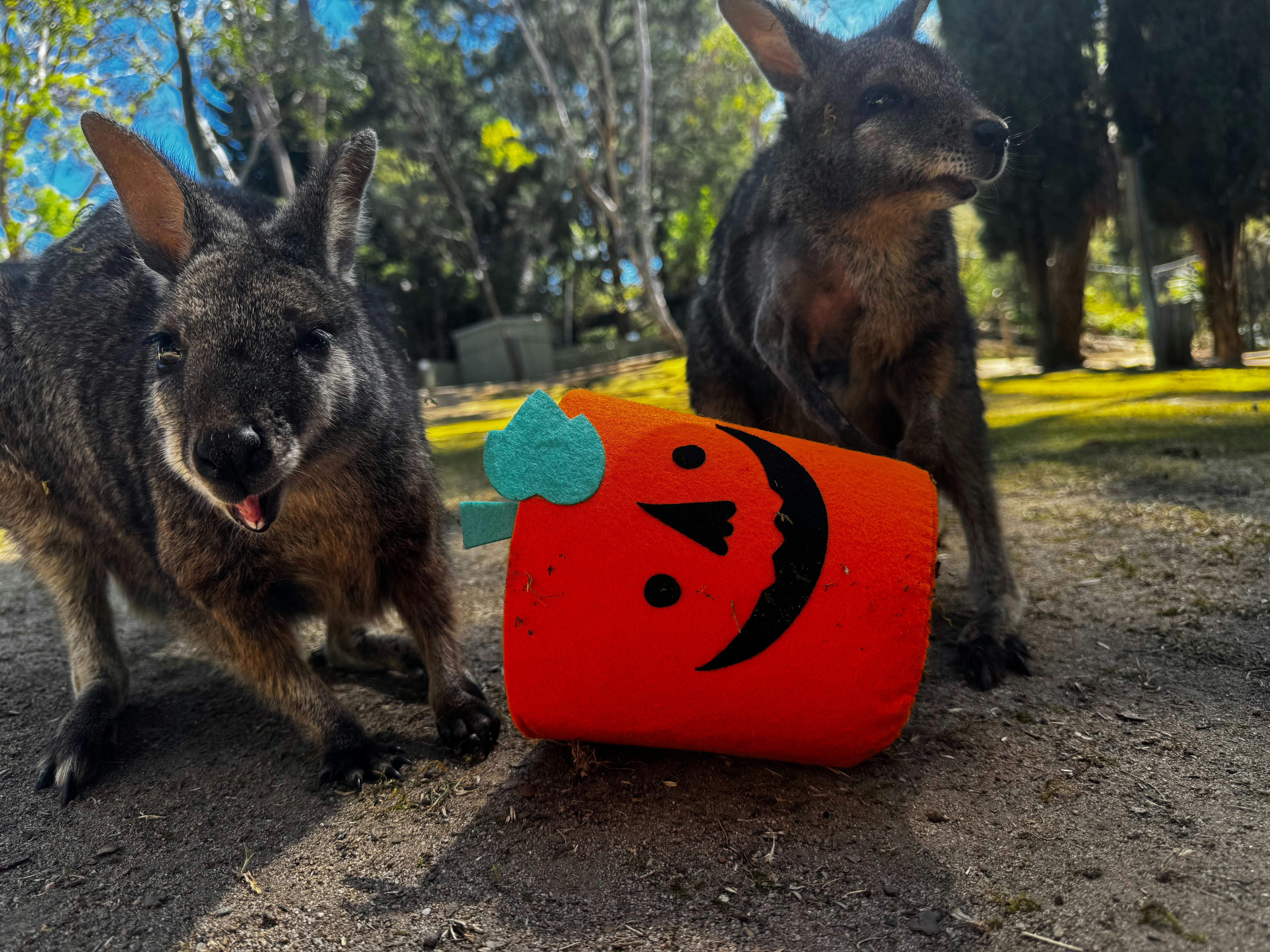 Spooktacular