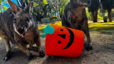 Spooktacular