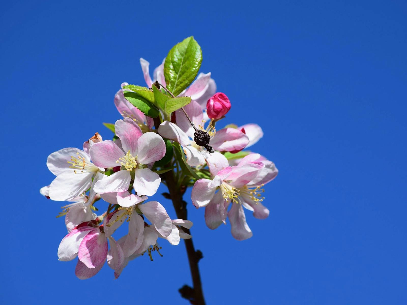 Image for Spring time at Hunter Valley Gardens