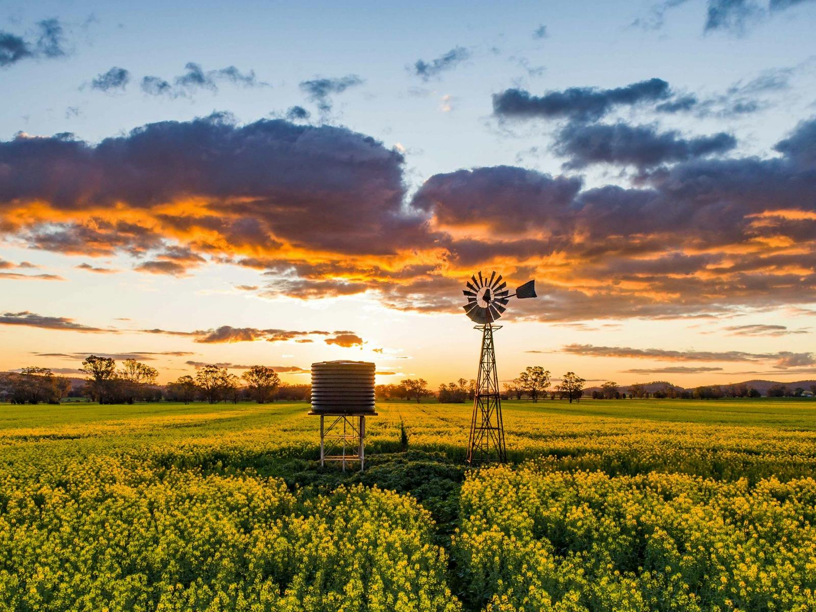 Canola