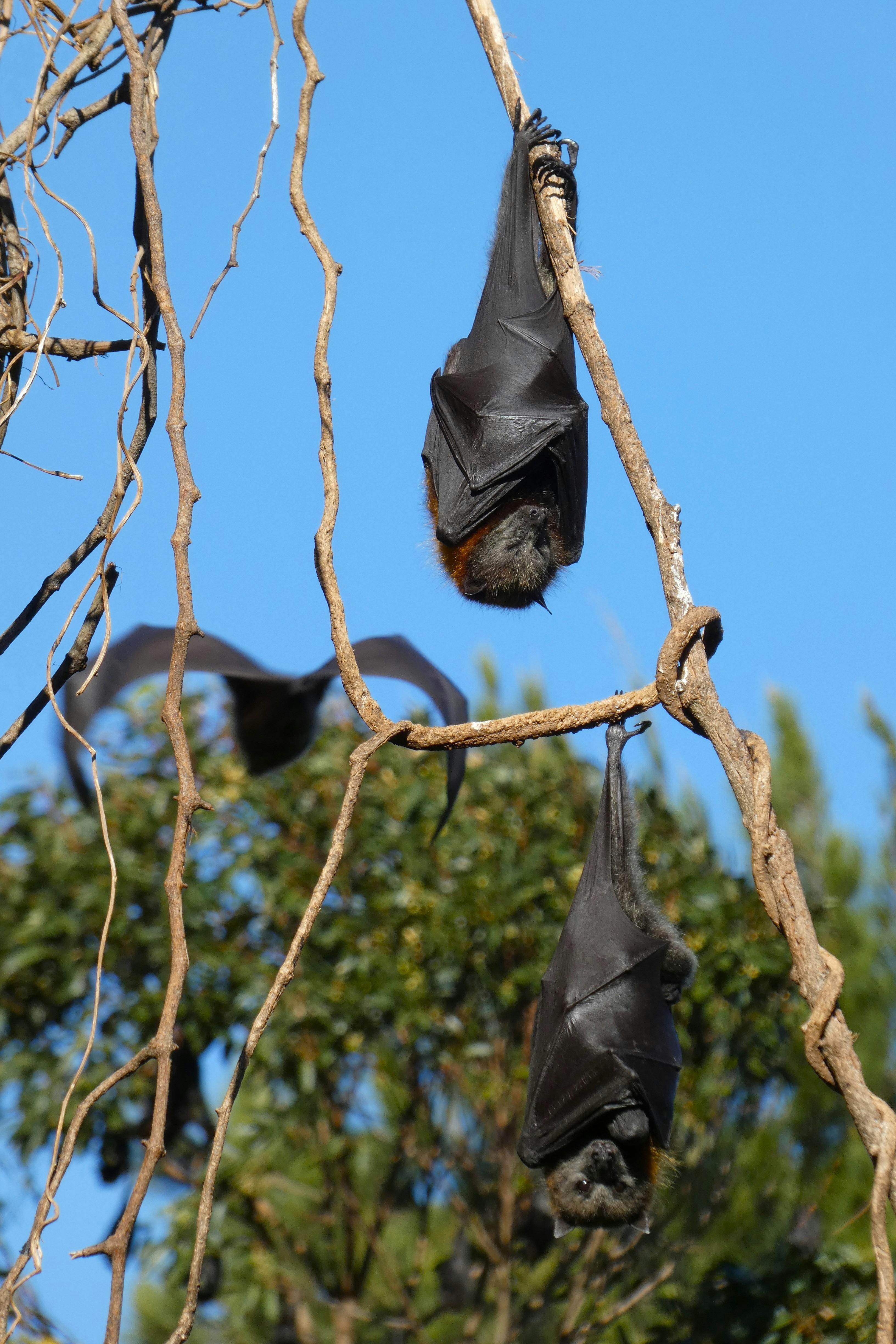 Grey-headed flying fox hanging in tree