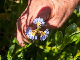 Uncle Ken holding local flowers seen on one of their foraging tours.