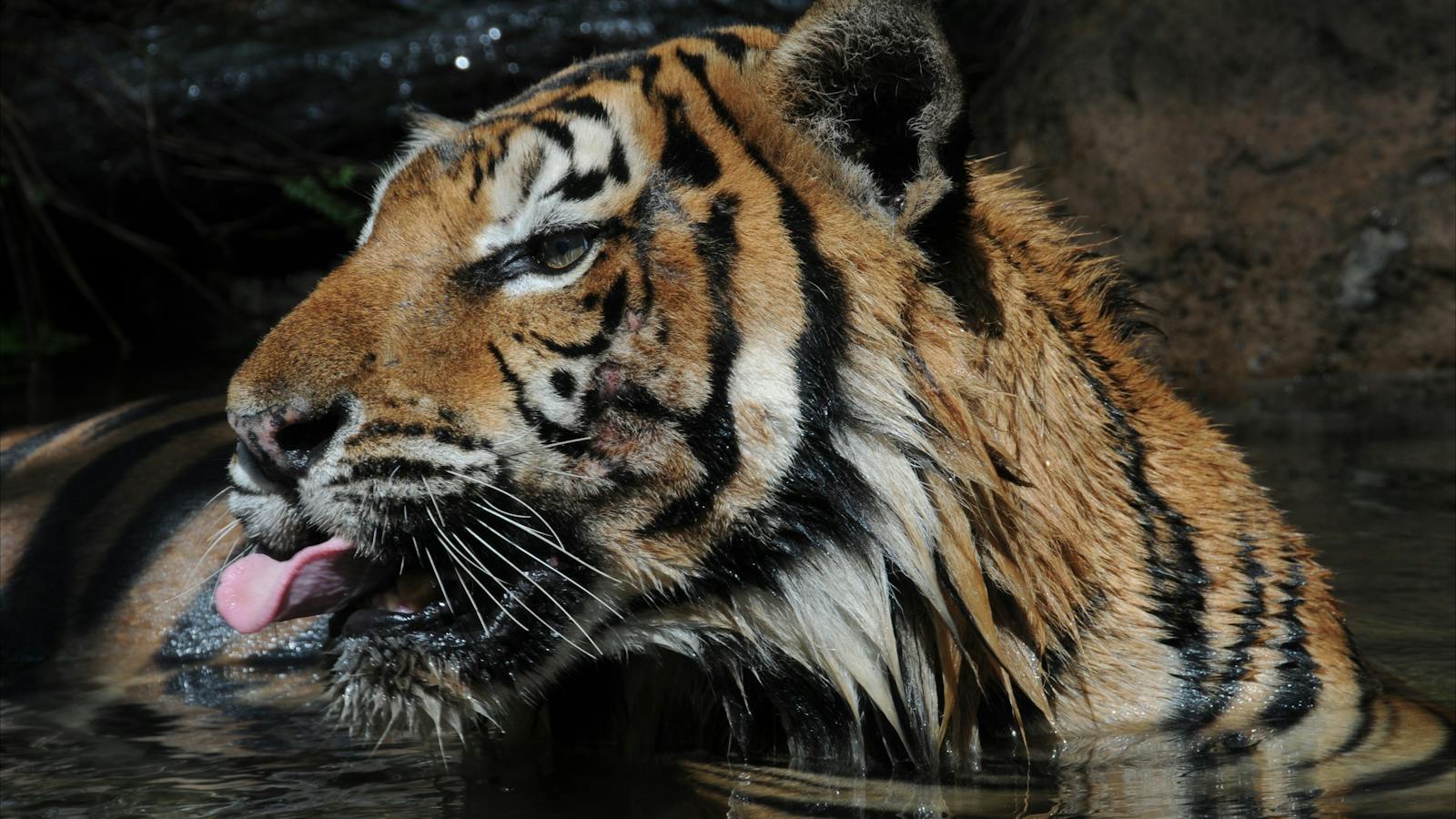 tiger feeding