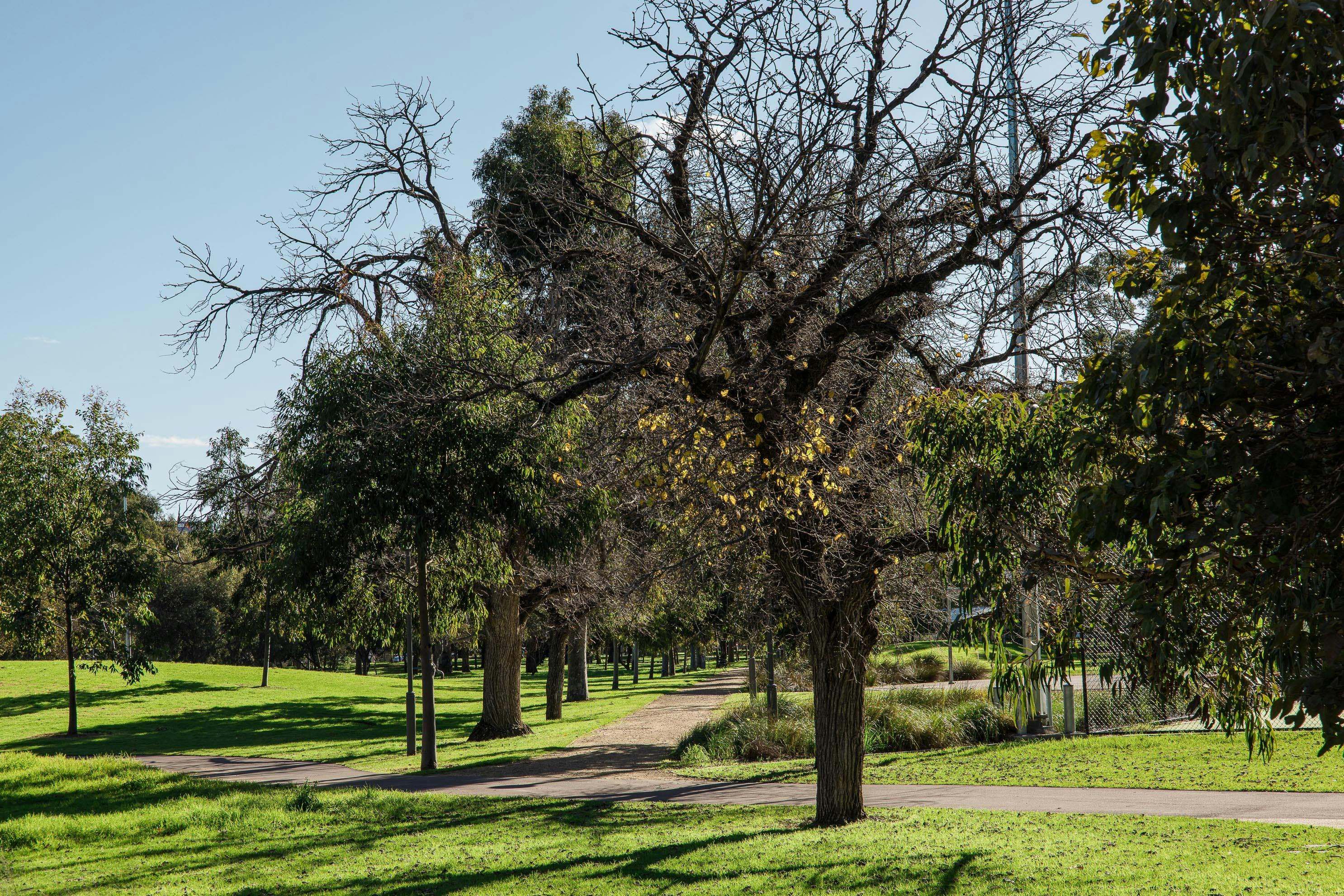 Pelzer Park/Pityarilla