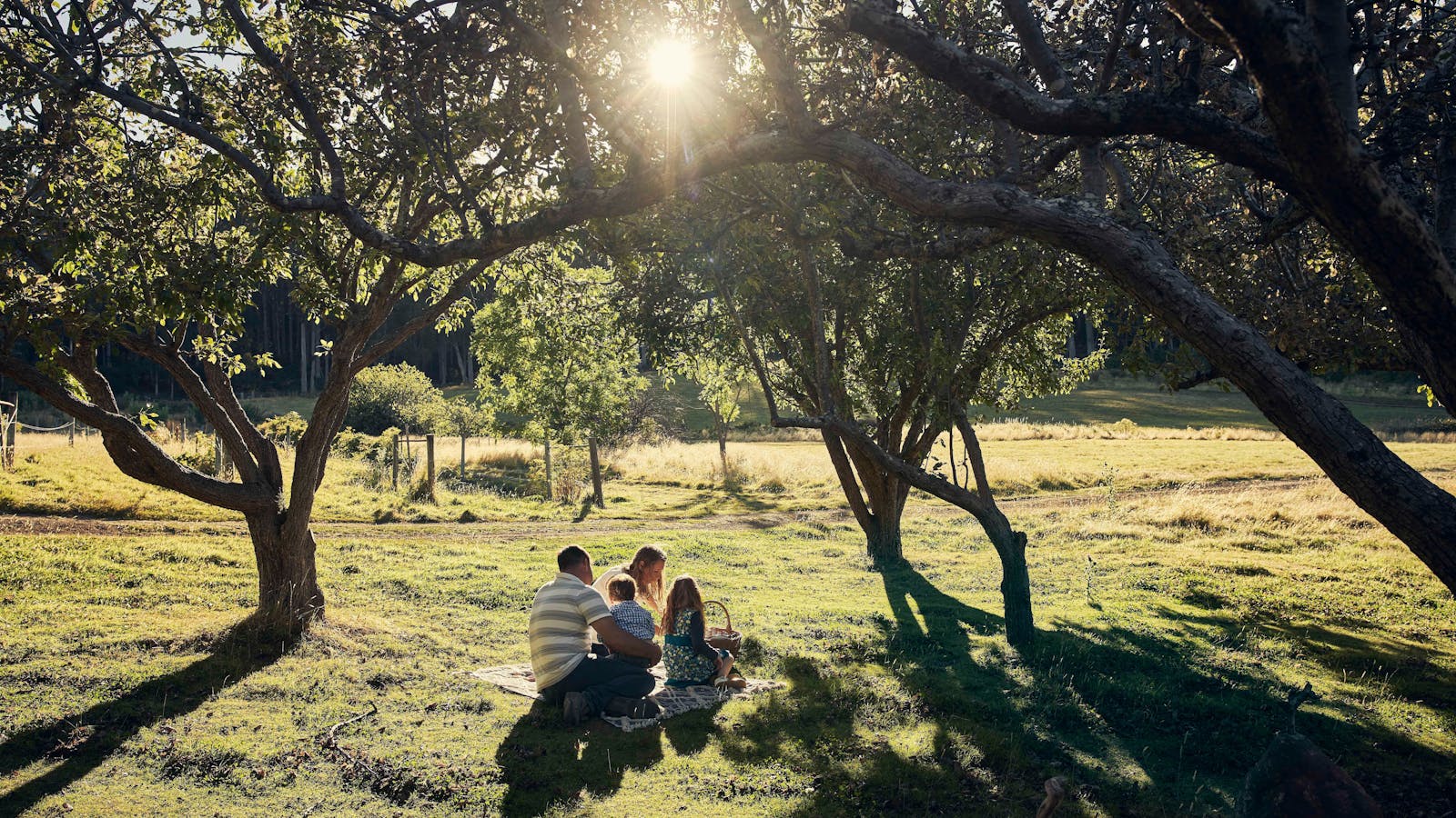 Picnic in the pear orchard
