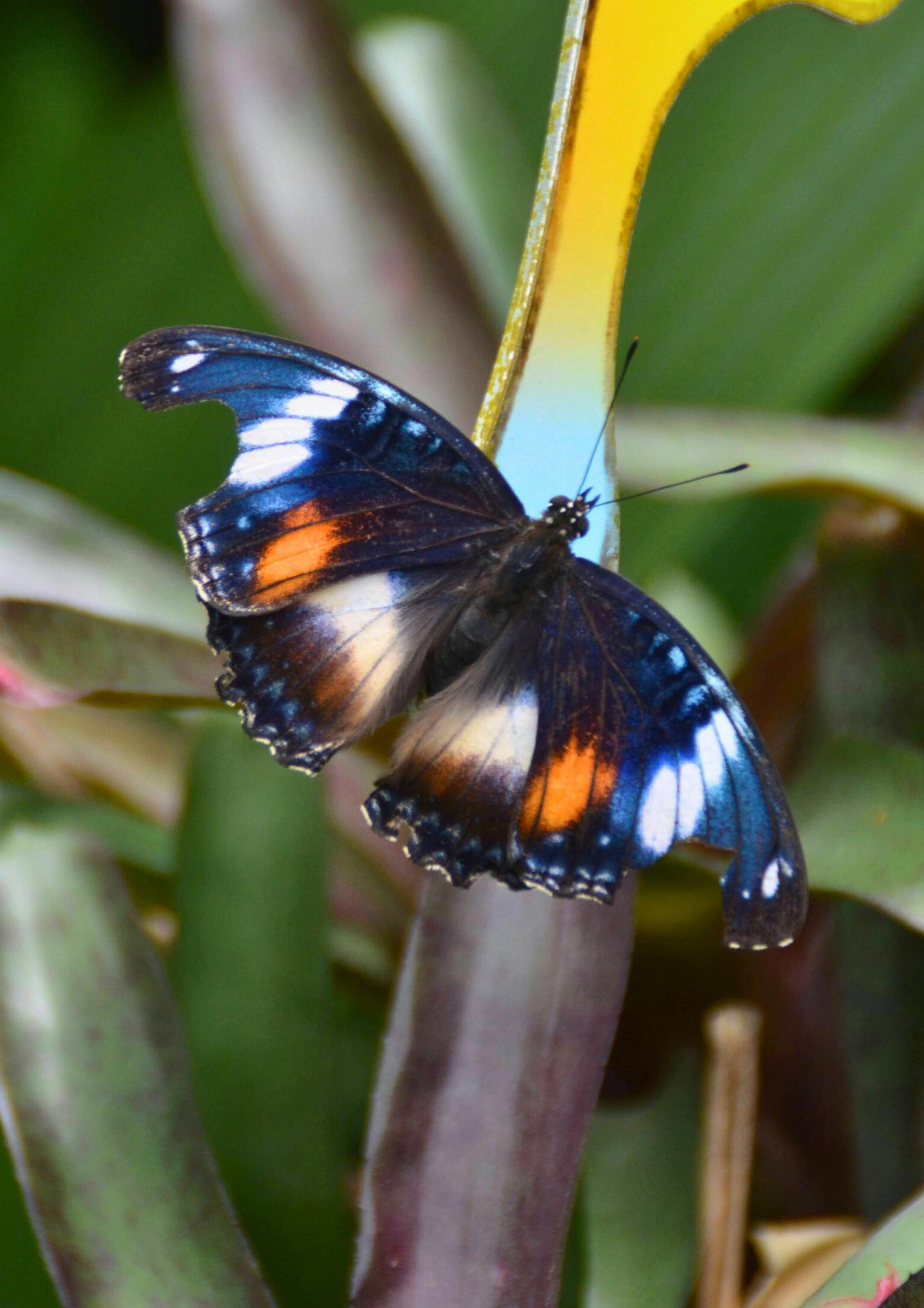 Beautiful butterfly
