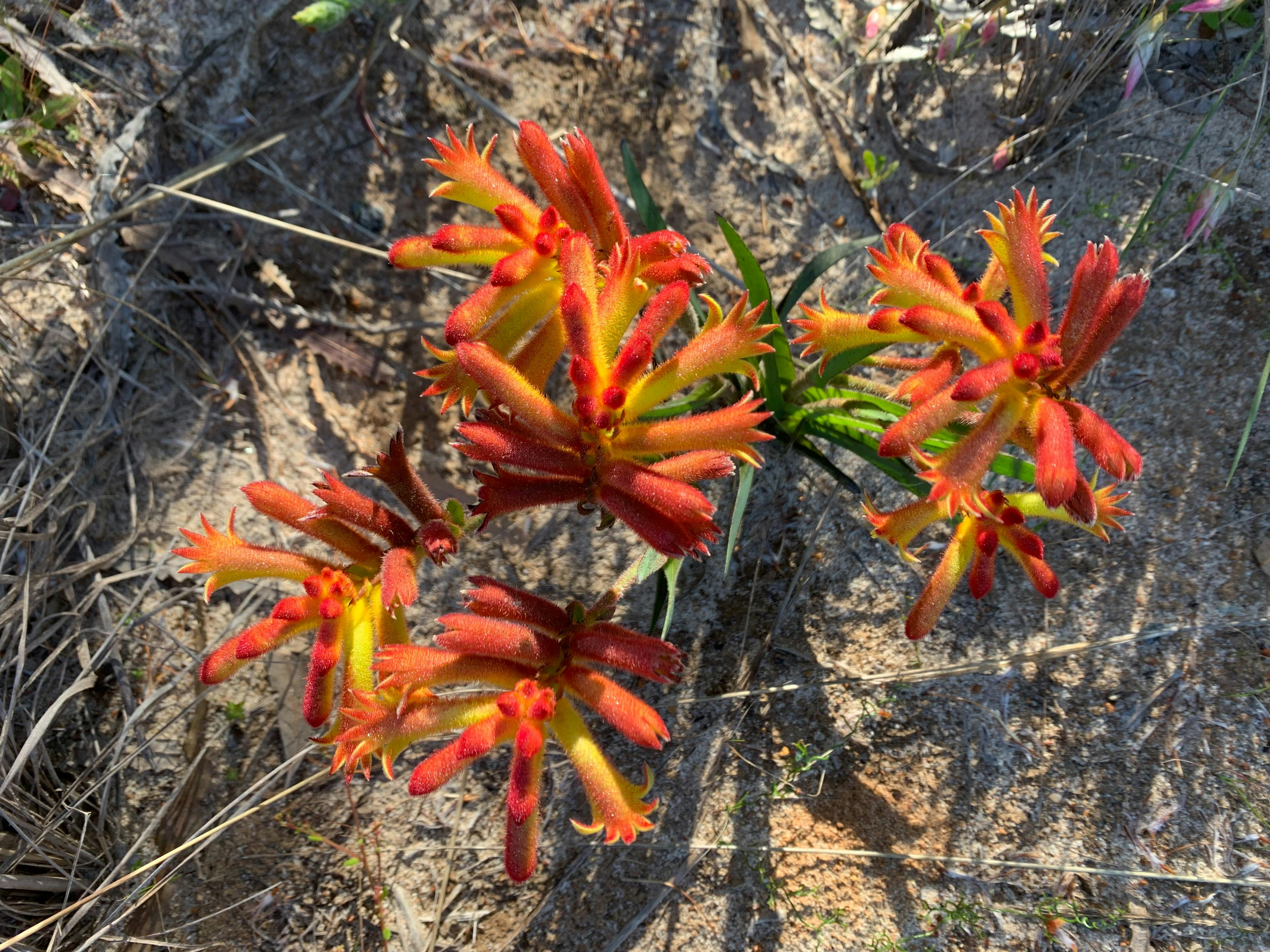 red and yellow Kangaroo Paw