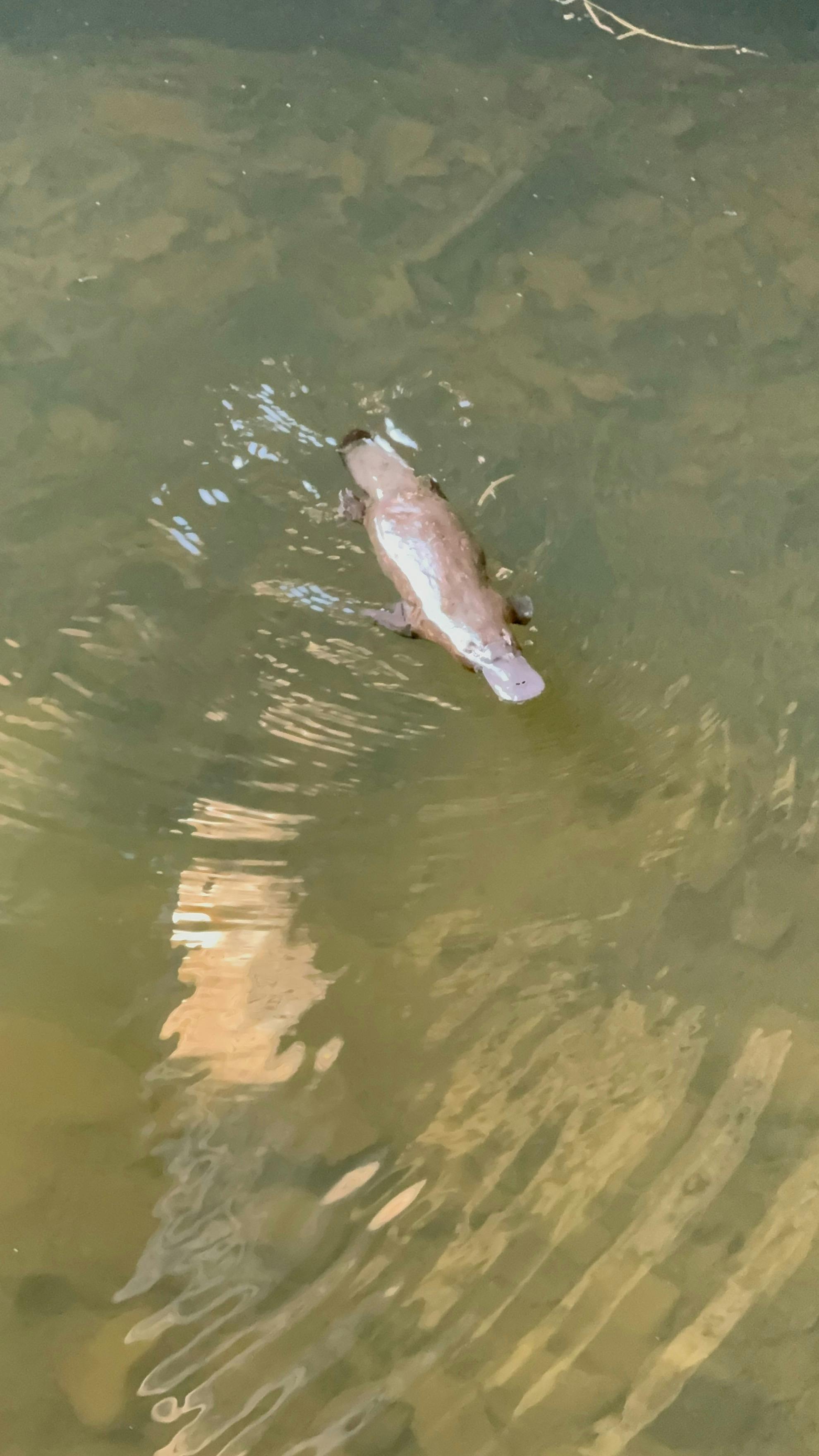 Platypus at Broken River