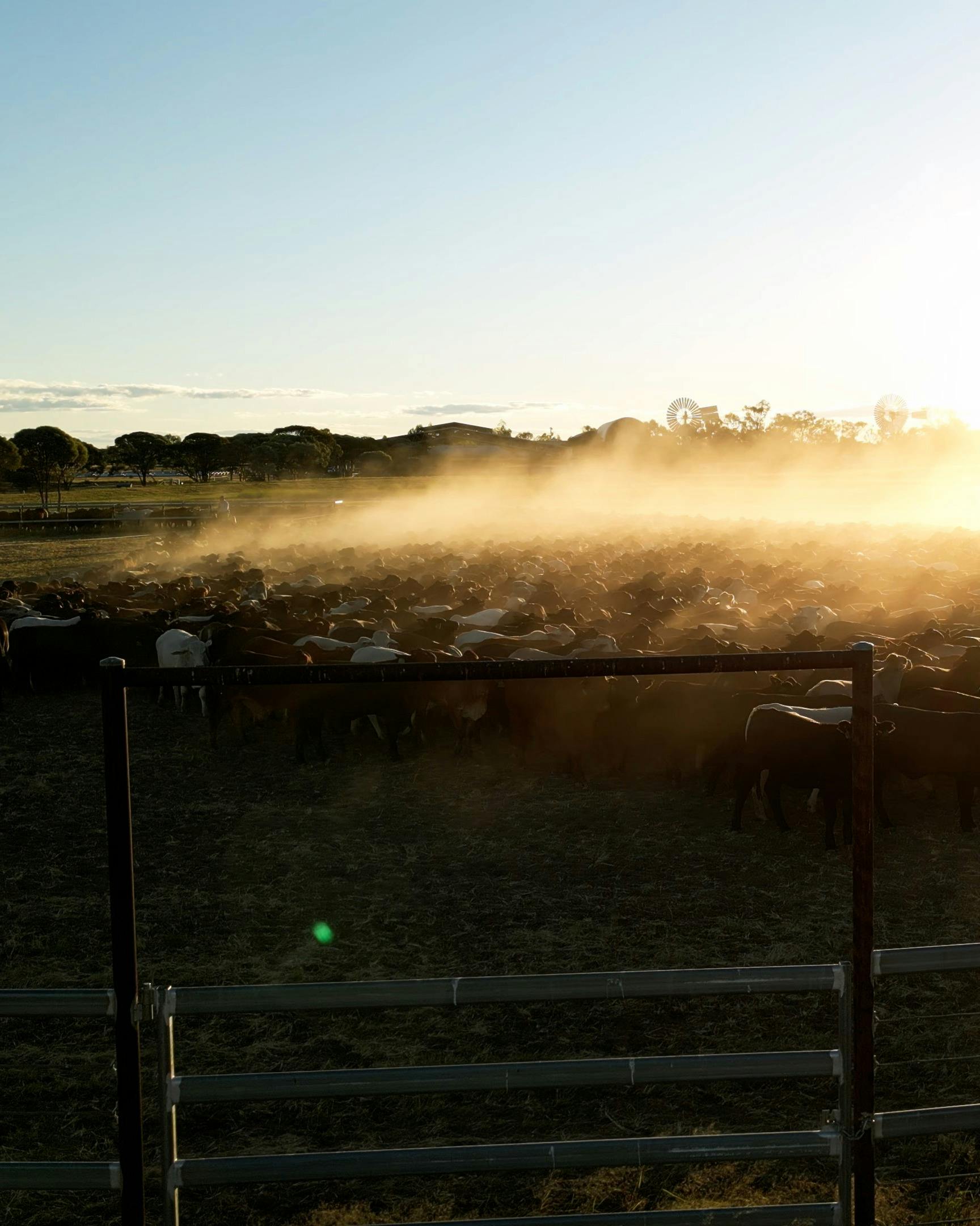 Outback Queensland Cattle Drive