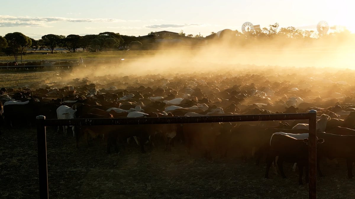 Outback Queensland Cattle Drive