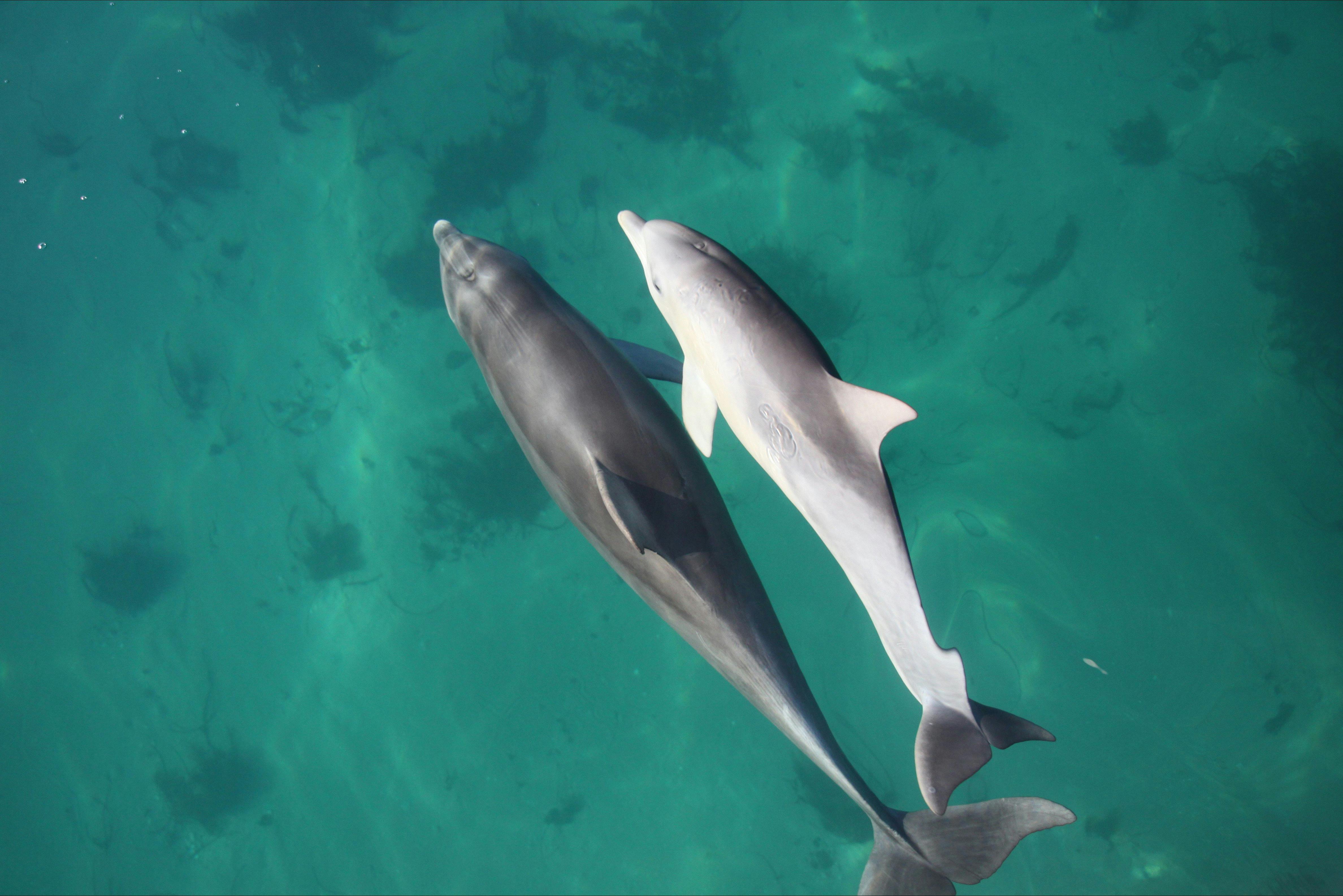 Crystal clear waters of Glenelg