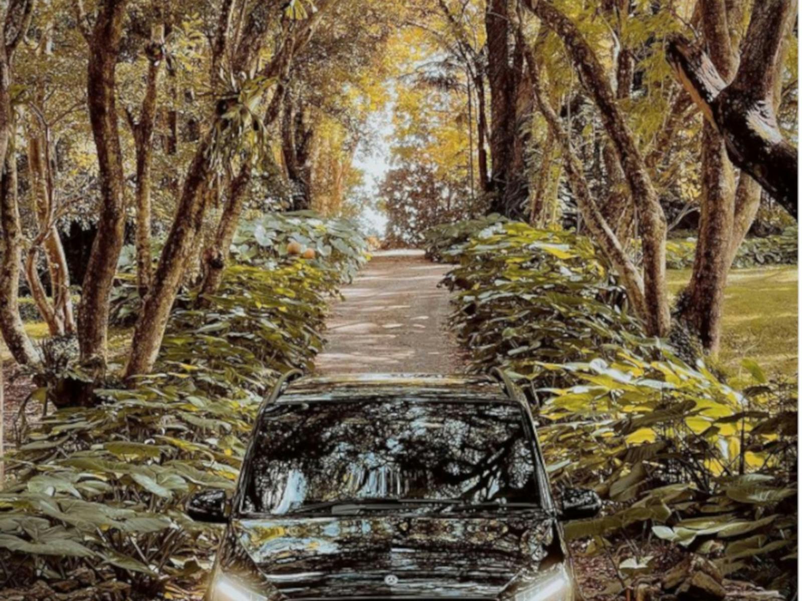 shiny black hire car being driven through a treelined driveway