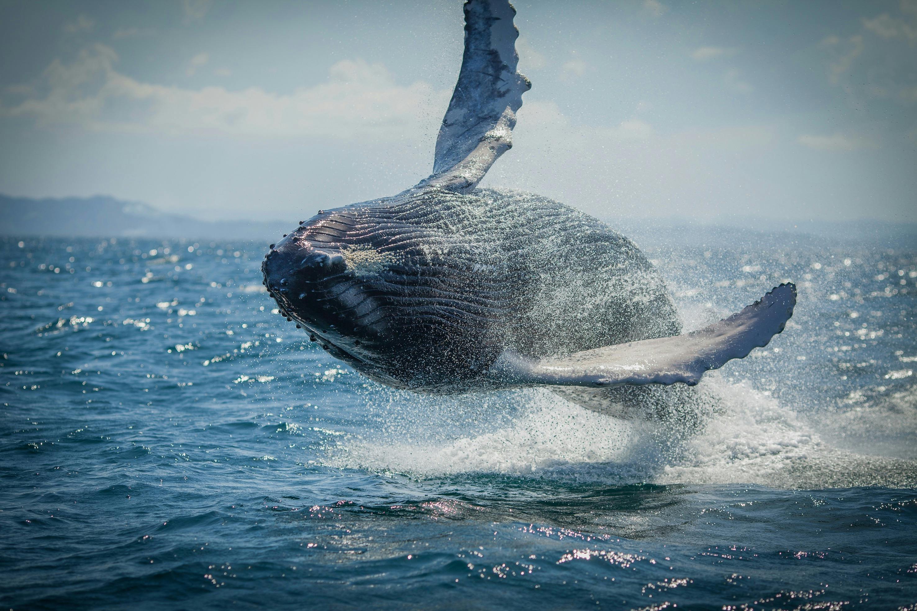 Breaching!
