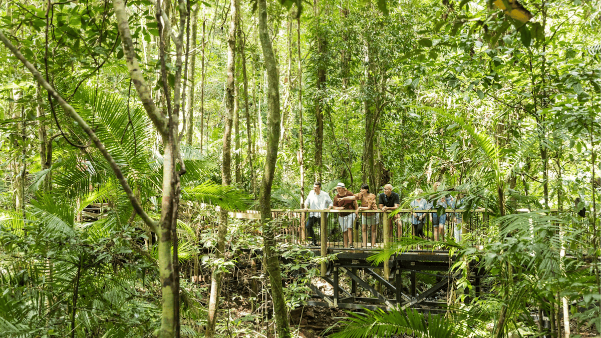 Billy Tea Safaris Daintyree Rainforest Guided Boardwalk Tour