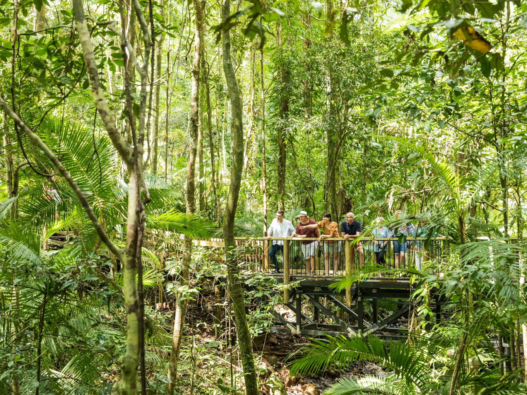 Billy Tea Safaris Daintyree Rainforest Guided Boardwalk Tour