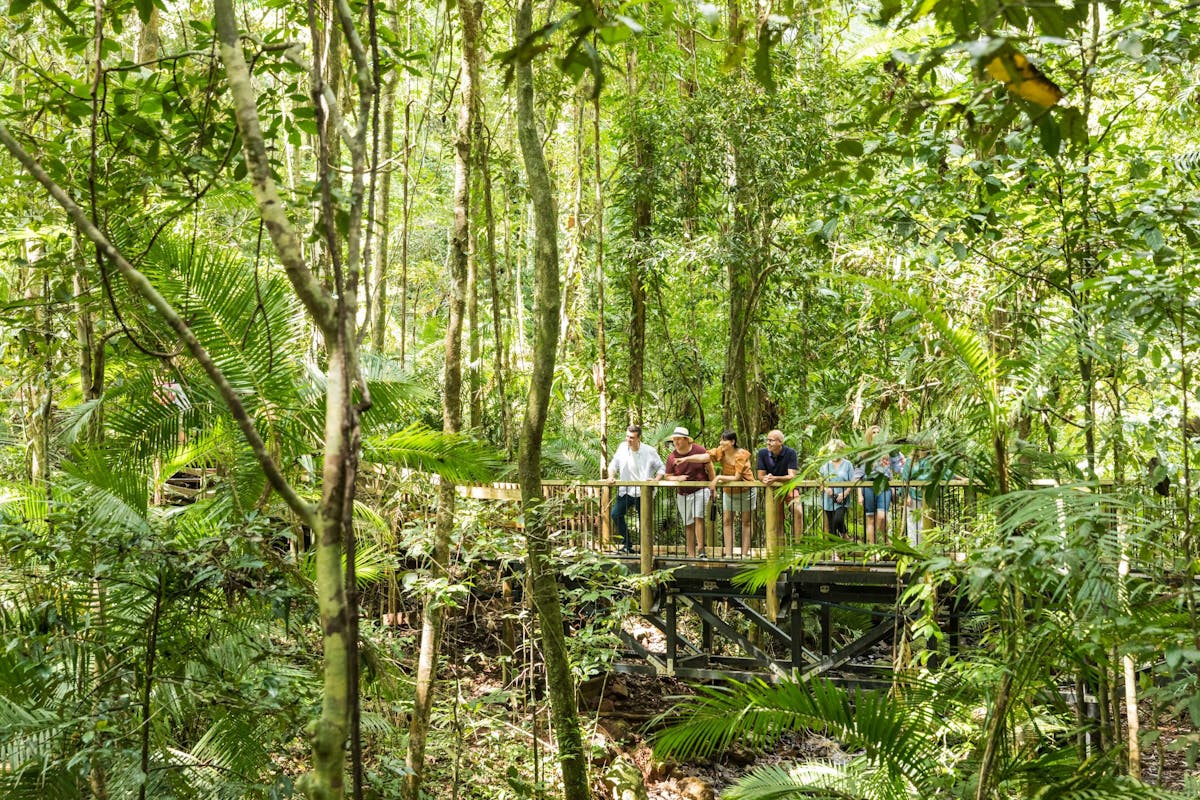 Billy Tea Safaris Daintyree Rainforest Guided Boardwalk Tour