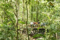 Billy Tea Safaris Daintyree Rainforest Guided Boardwalk Tour