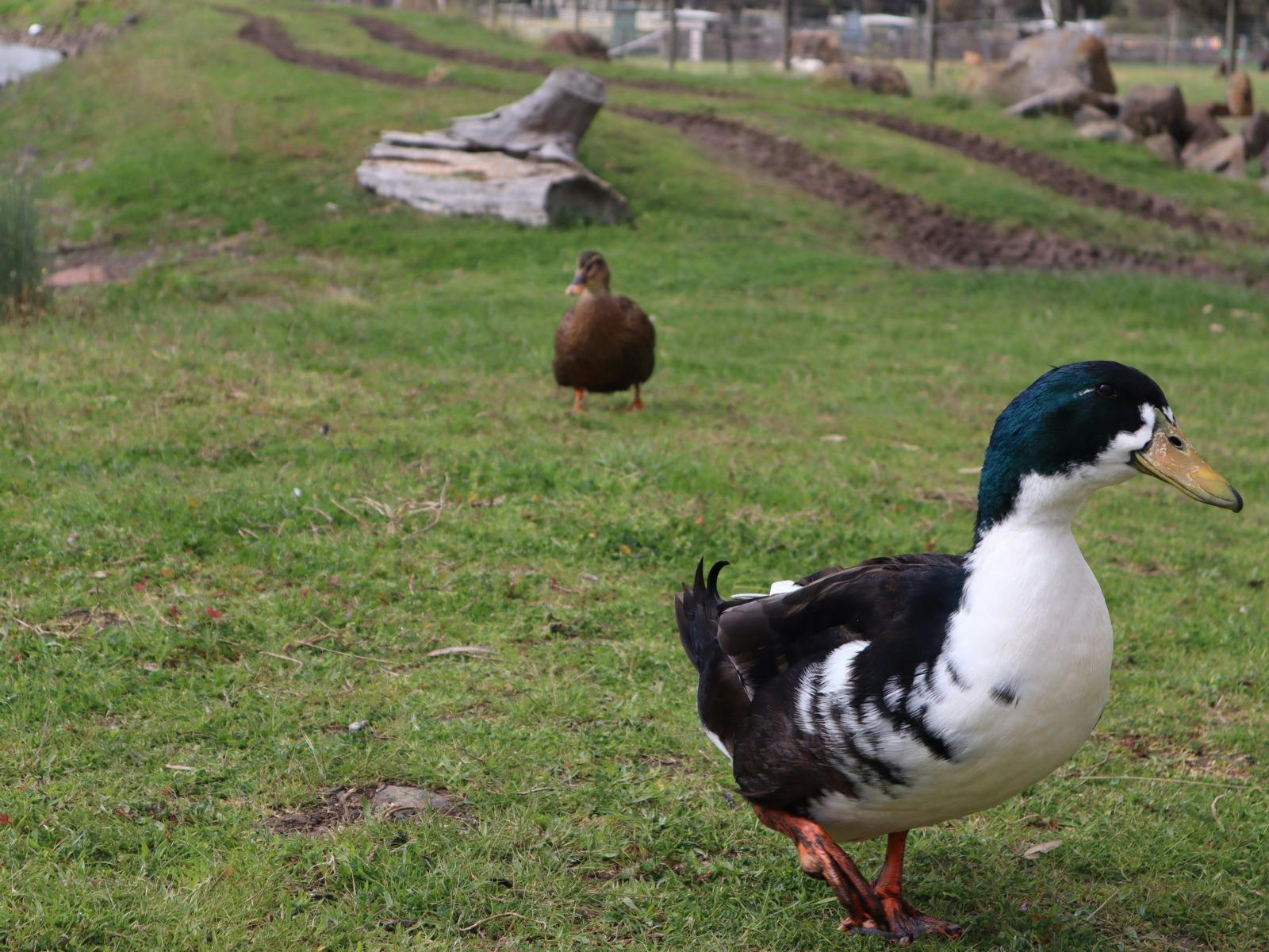 Animal Land Children's Farm
